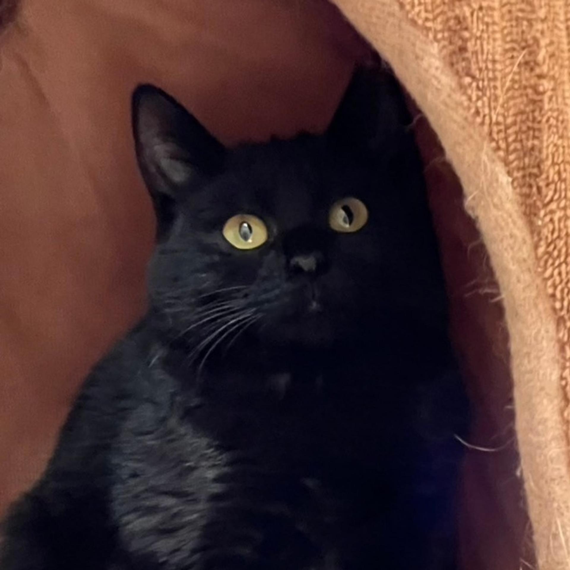 pet-image-4