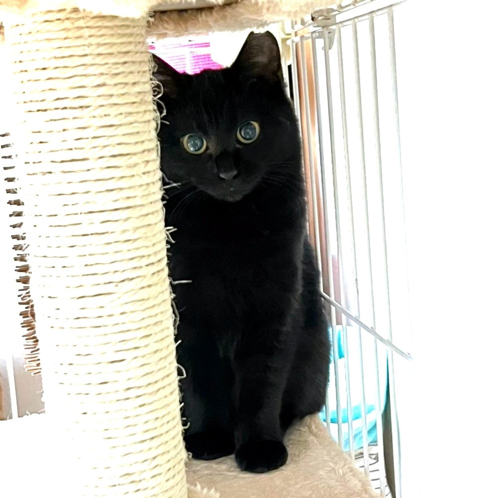 pet-image-5
