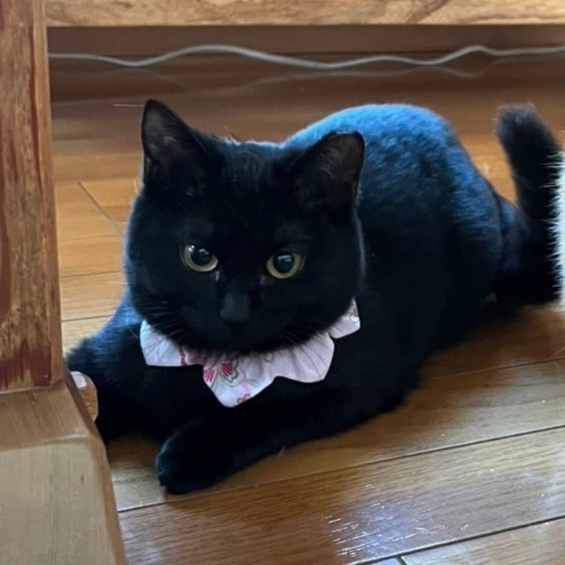 雑種（ミックス猫）・メスの里親募集の写真