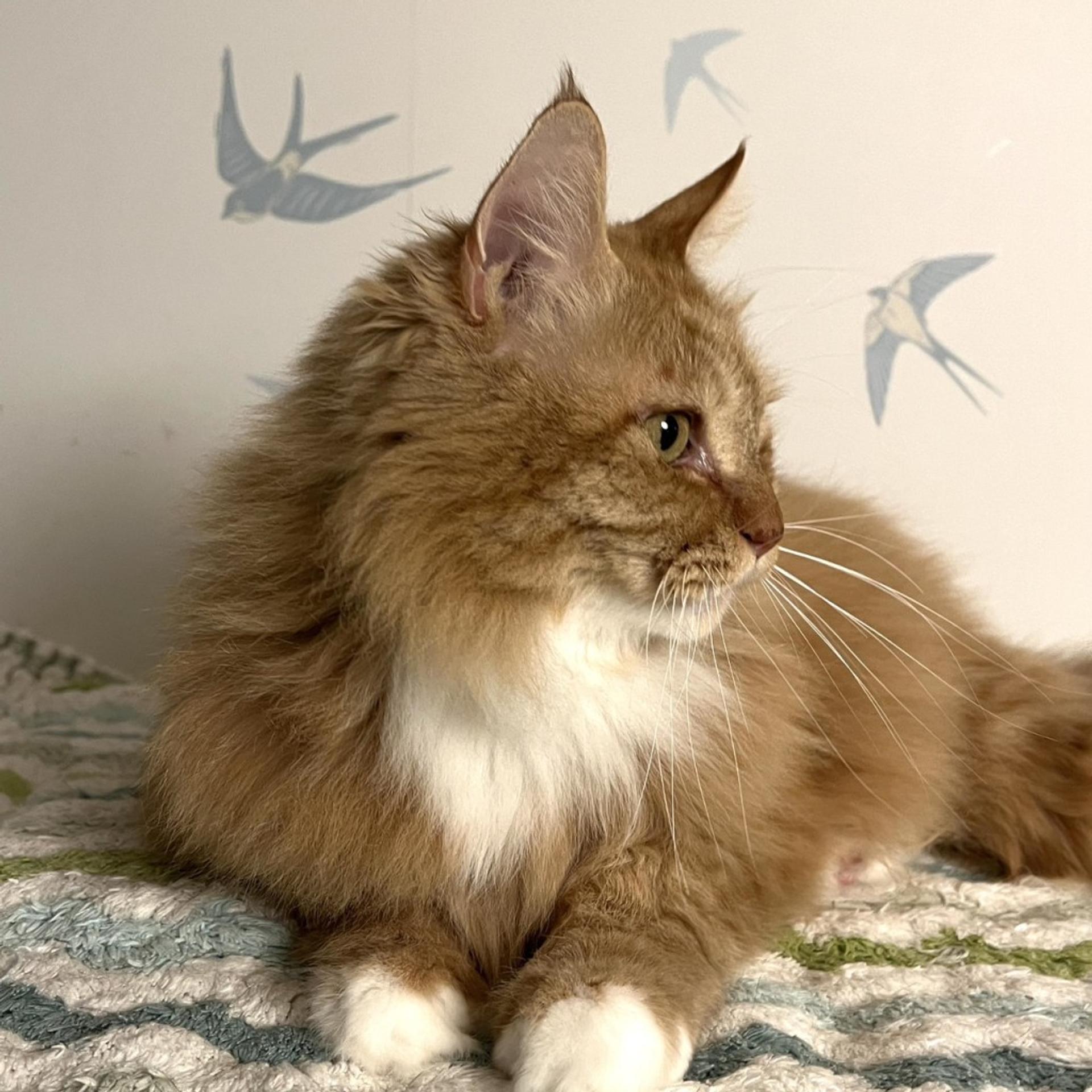 pet-image-4