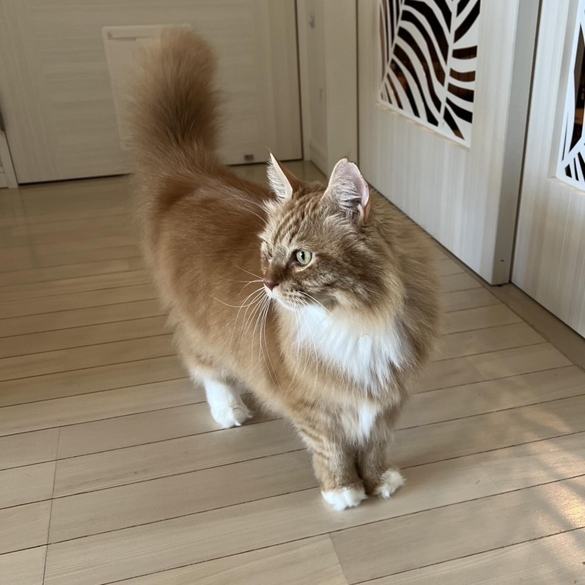 pet-image-2