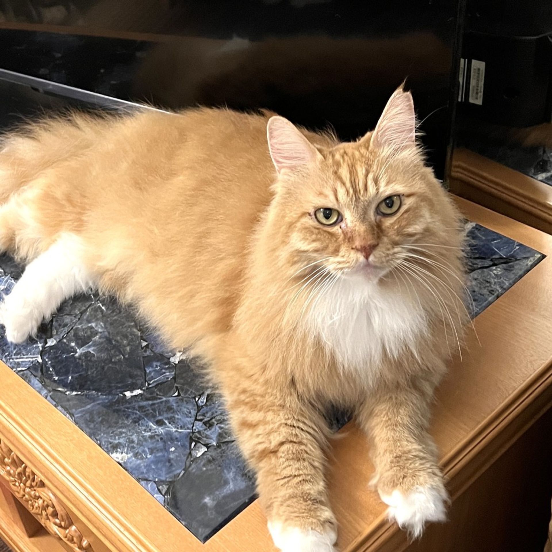 雑種（ミックス猫）・オスの里親募集の写真