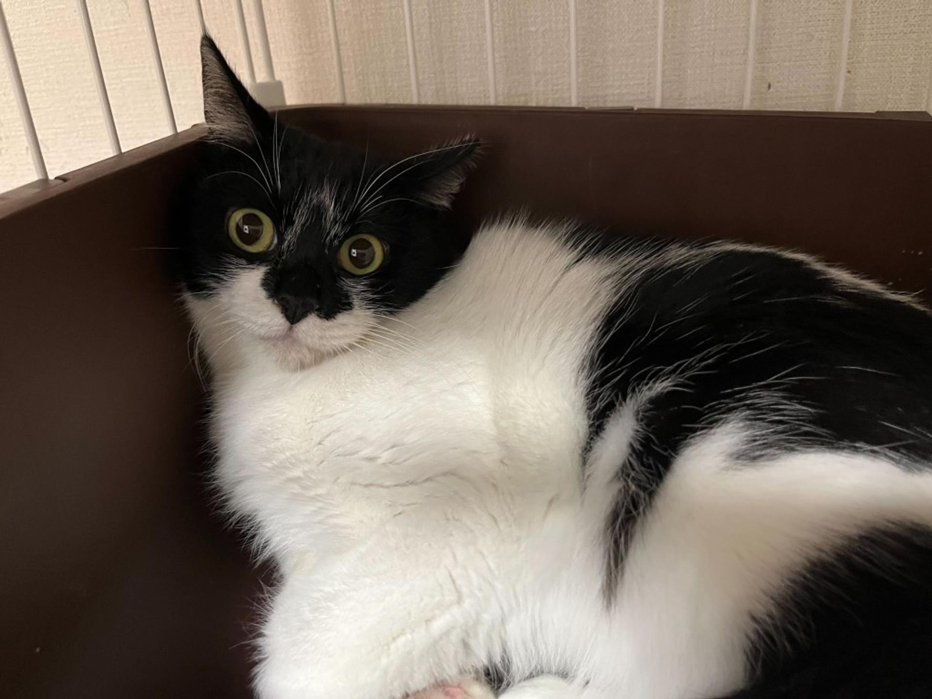 pet-image-6