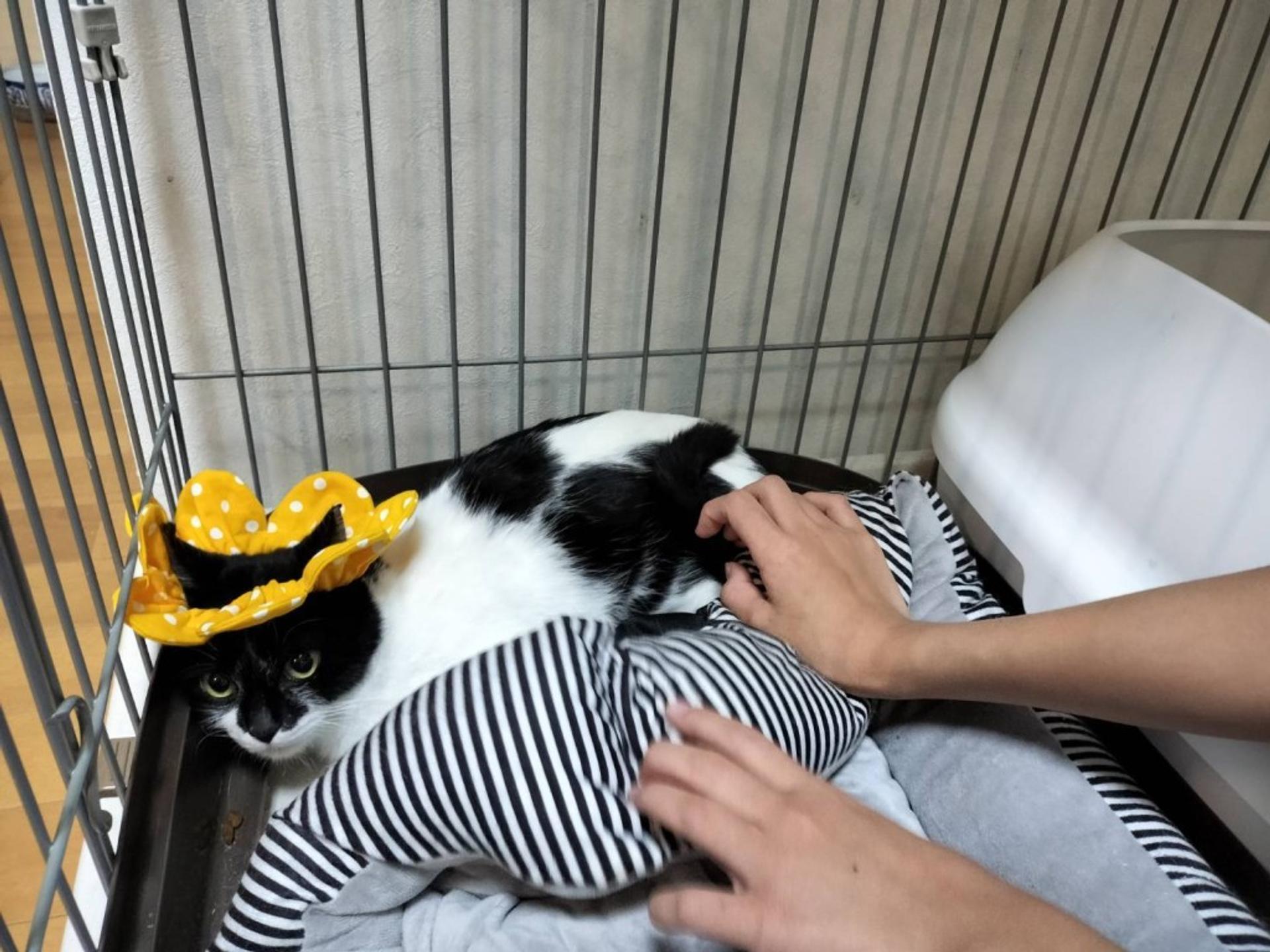 pet-image-7