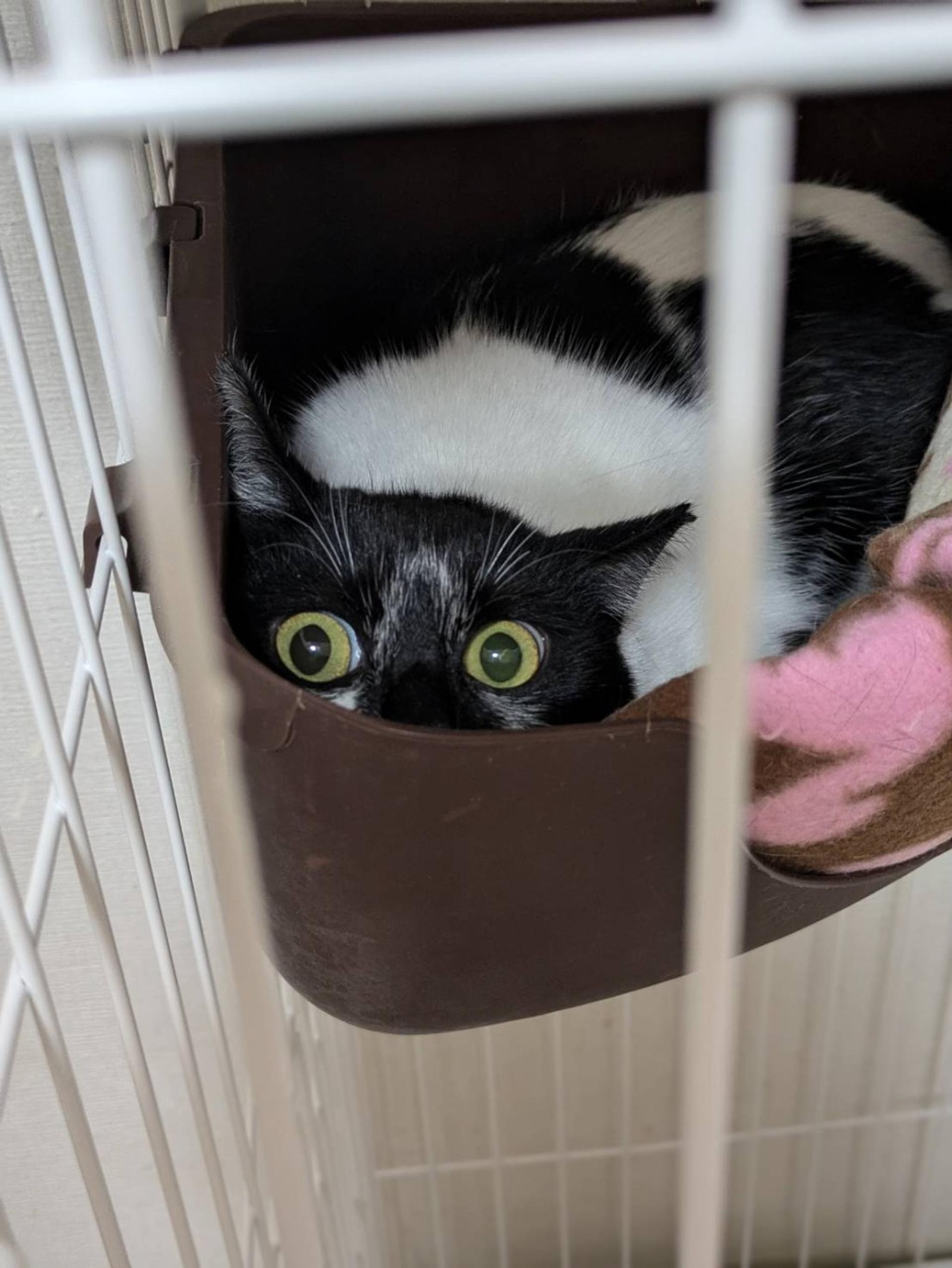 pet-image-3