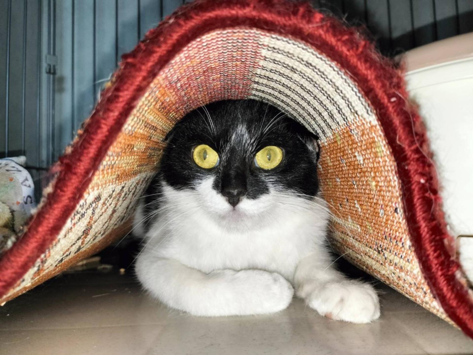pet-image-4