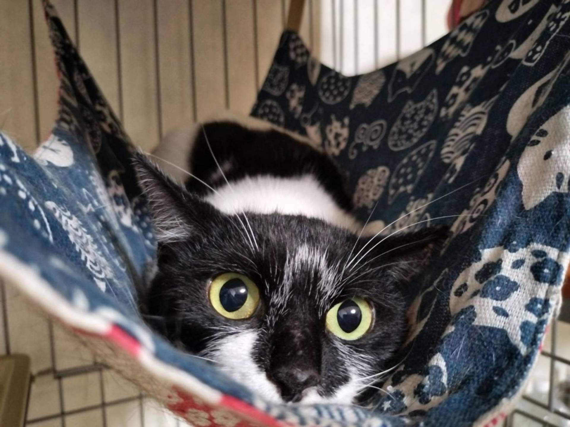 雑種（ミックス猫）・メスの里親募集の写真