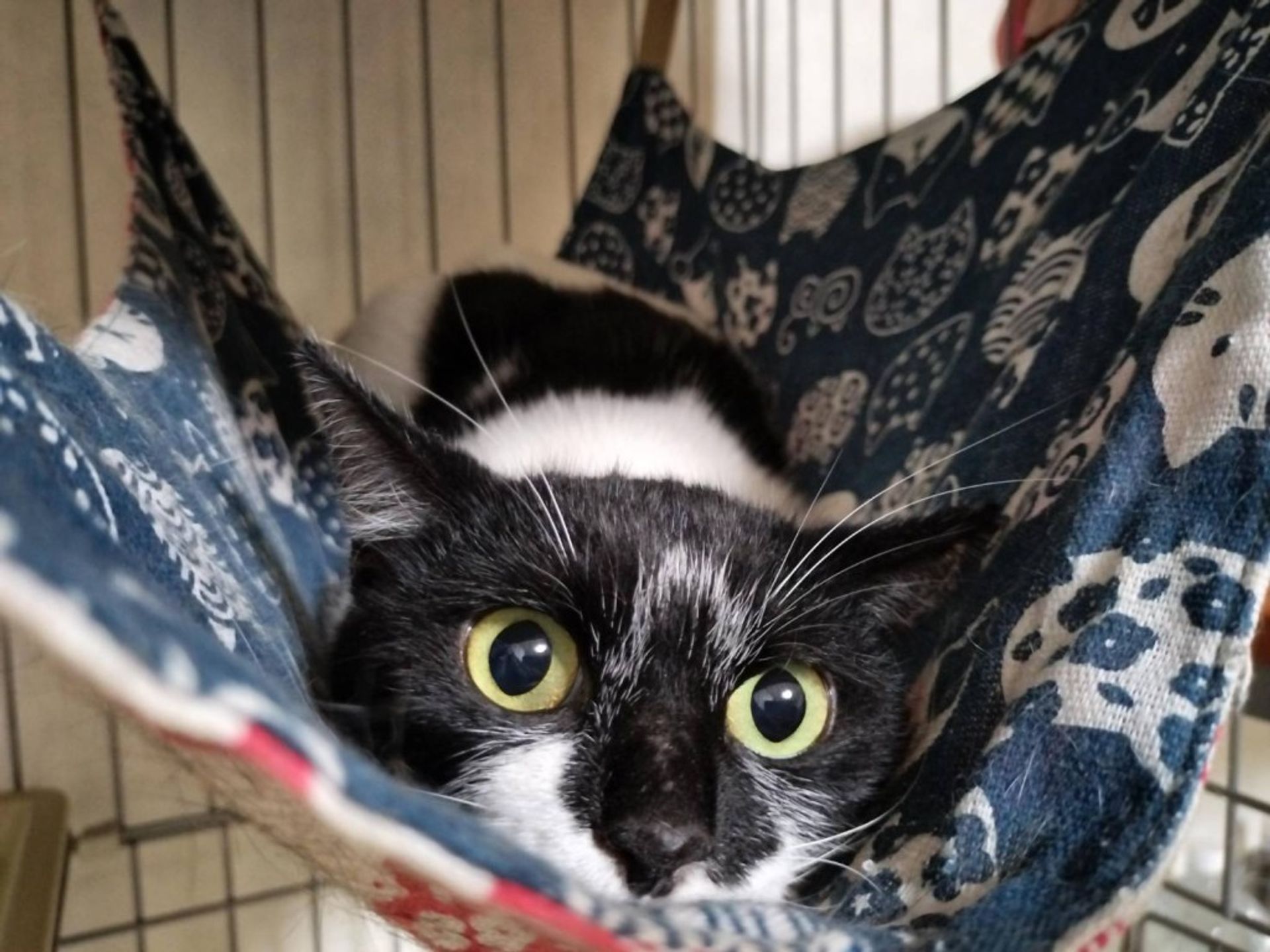 雑種（ミックス猫）・メスの里親募集の写真