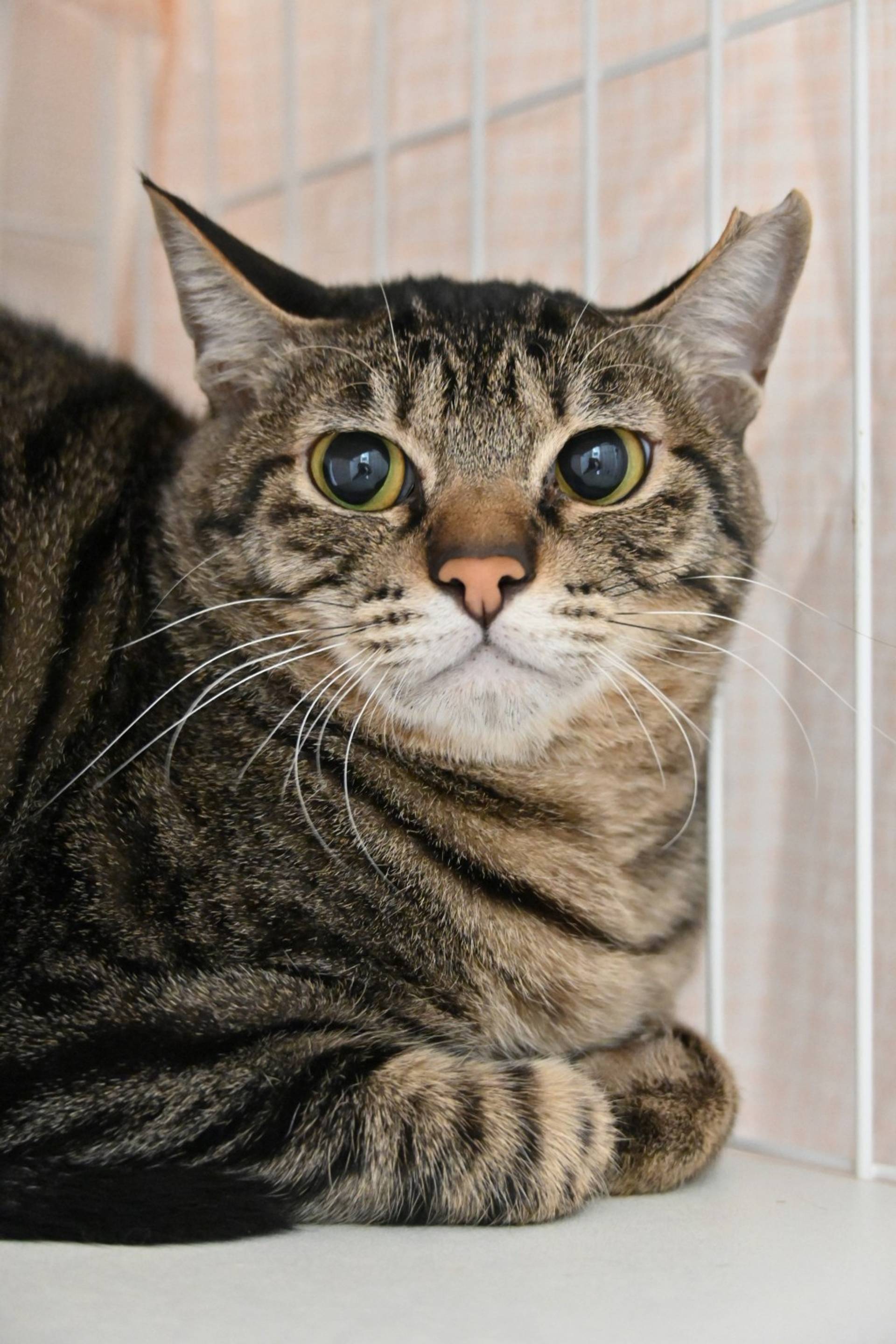 雑種（ミックス猫）・メスの里親募集の写真