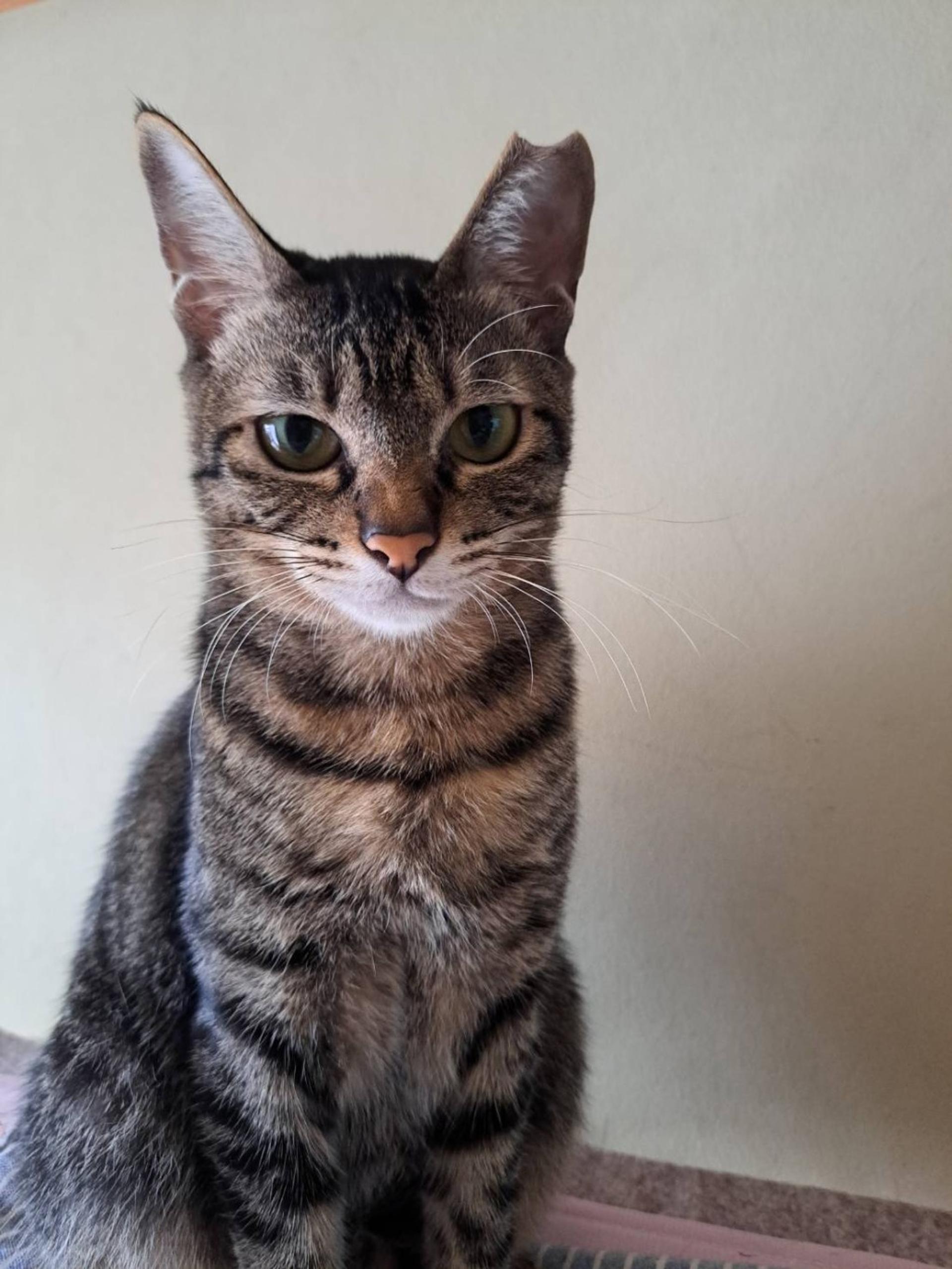 pet-image-2