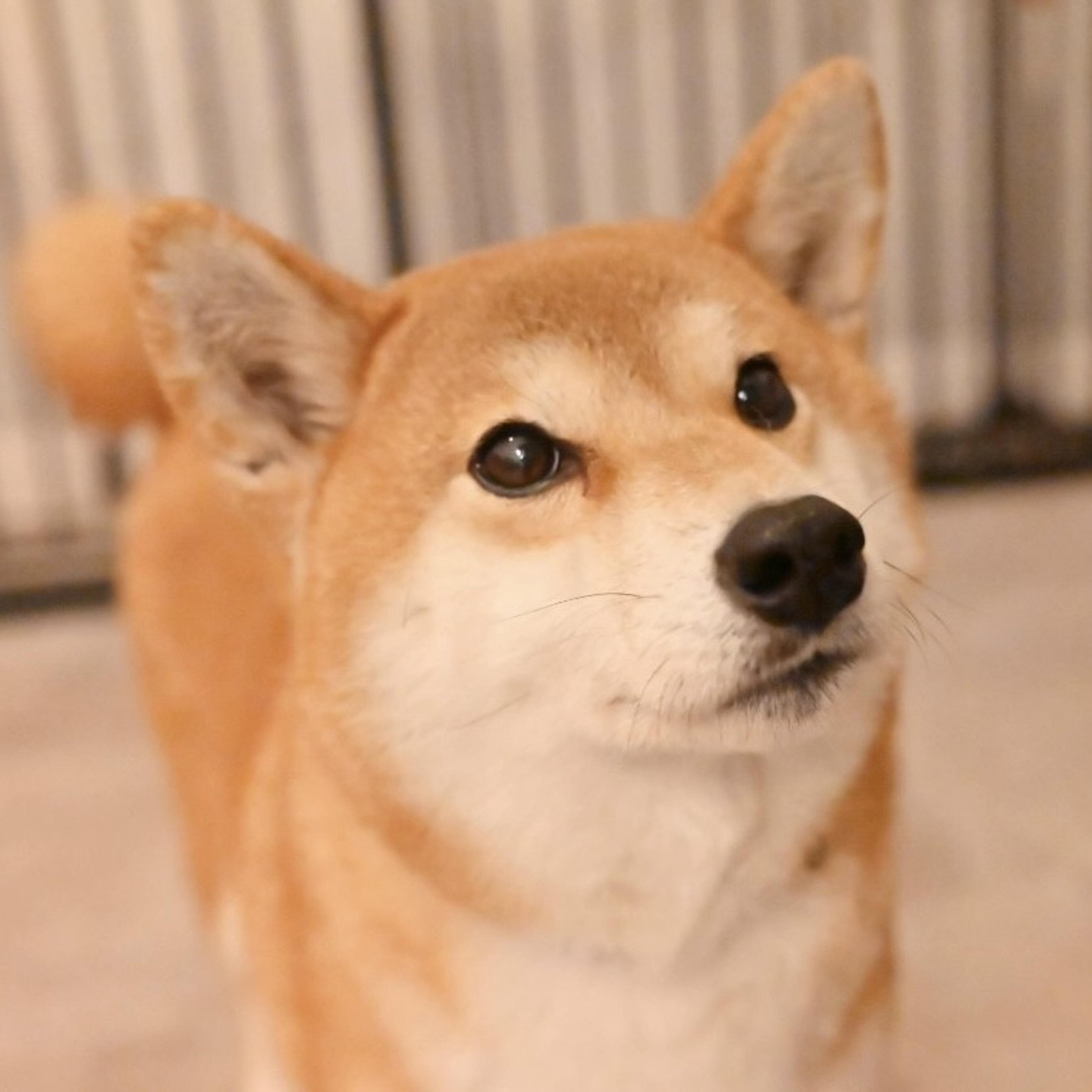 pet-image-5