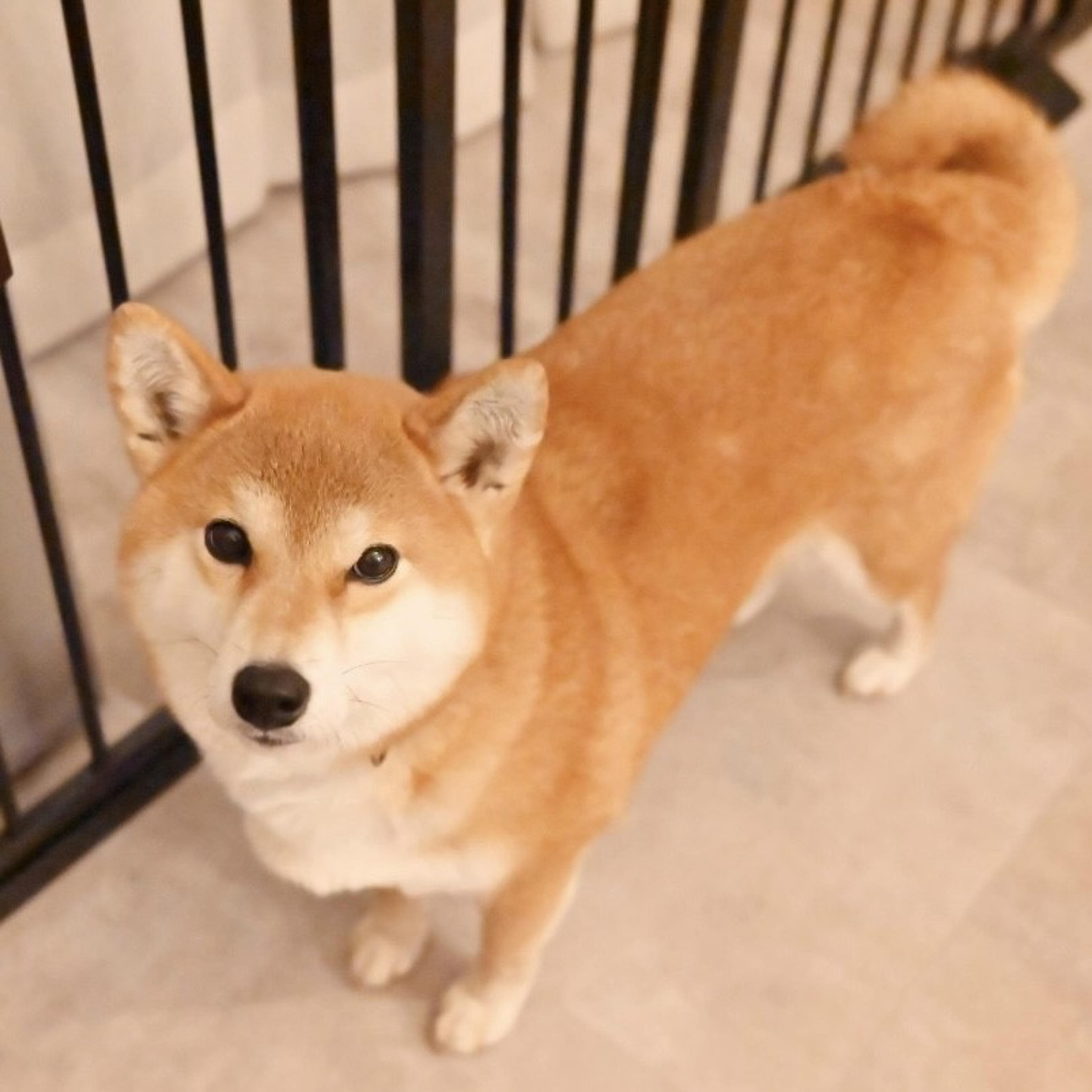 pet-image-6
