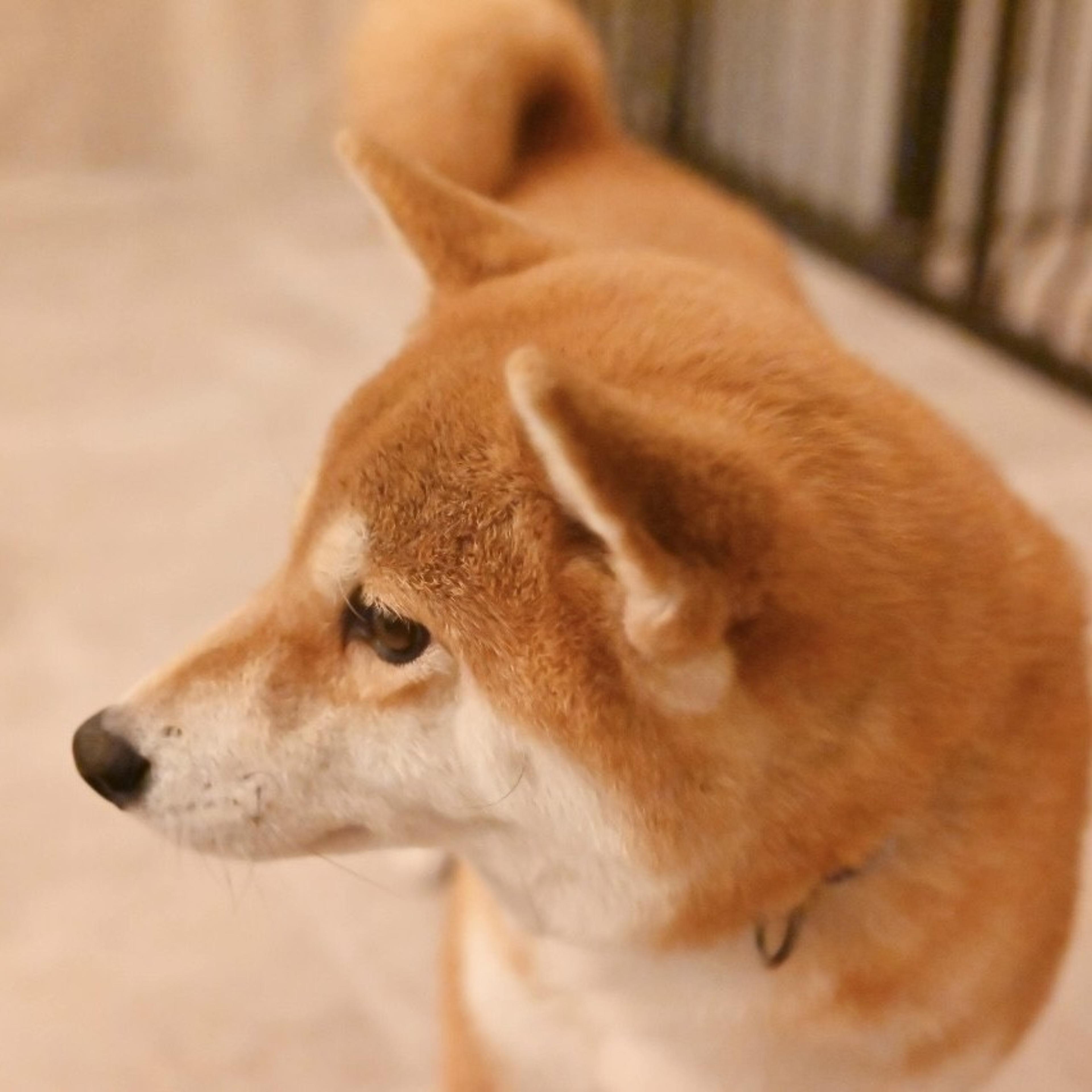 pet-image-7