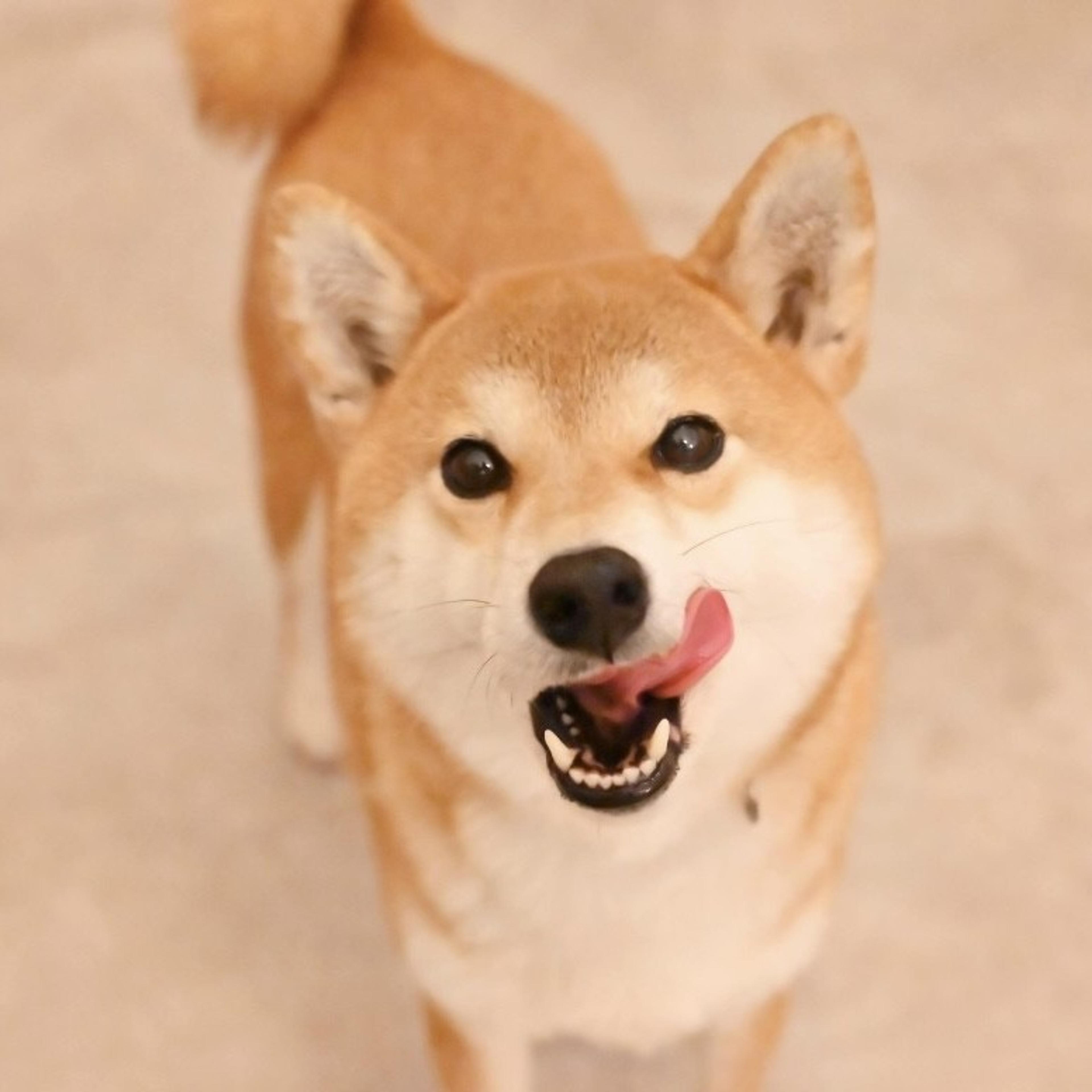 pet-image-8