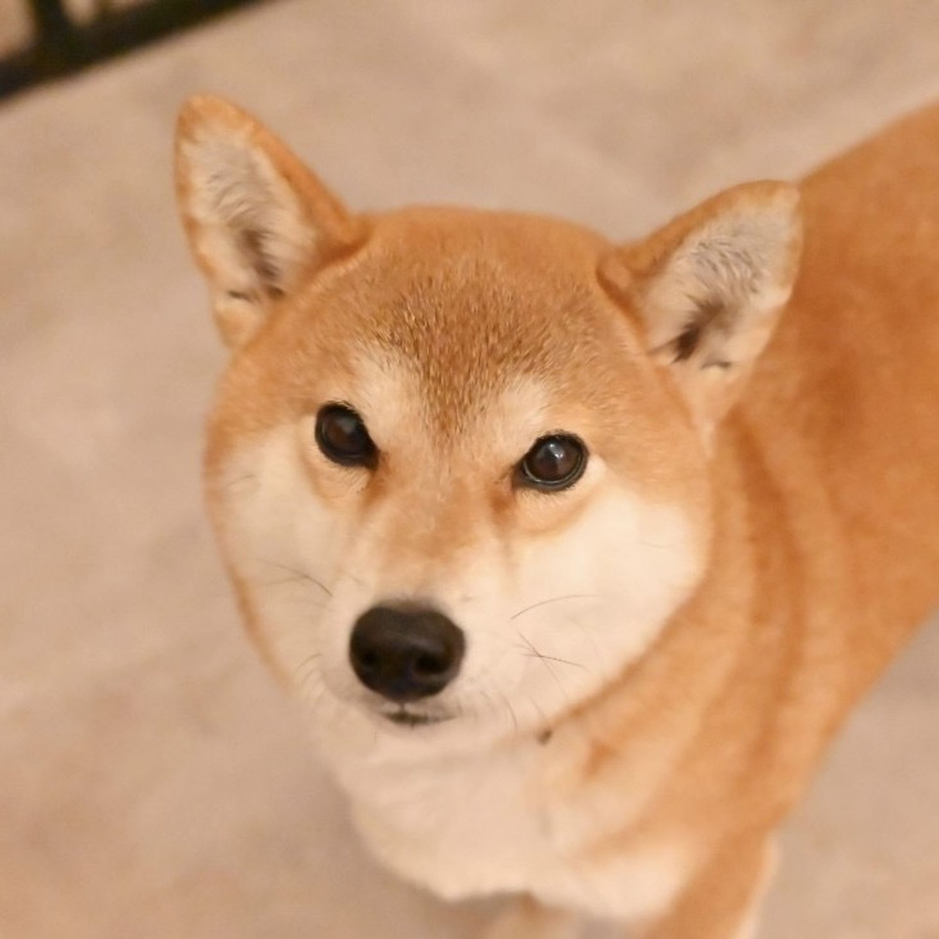 柴犬・メスの里親募集の写真