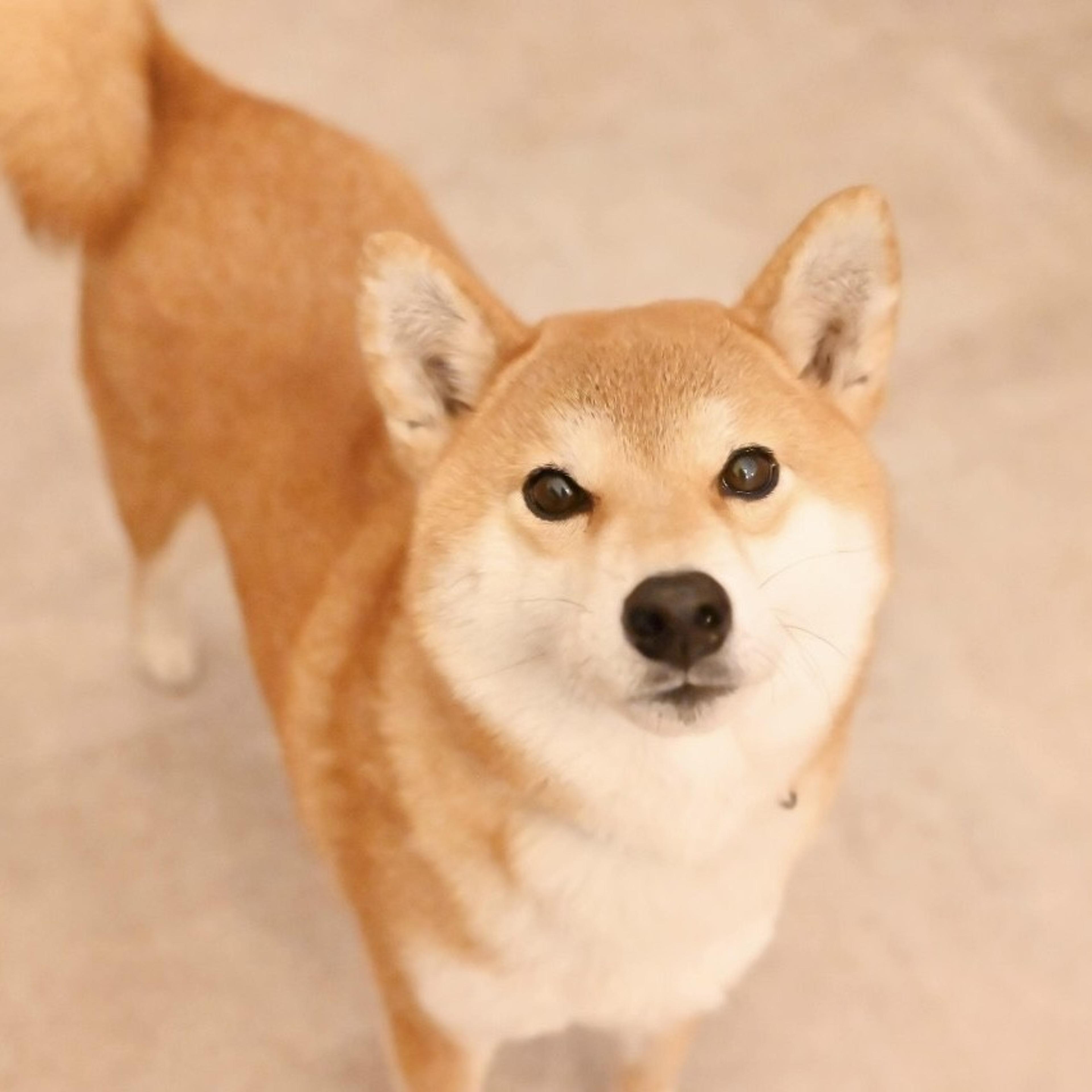 pet-image-4