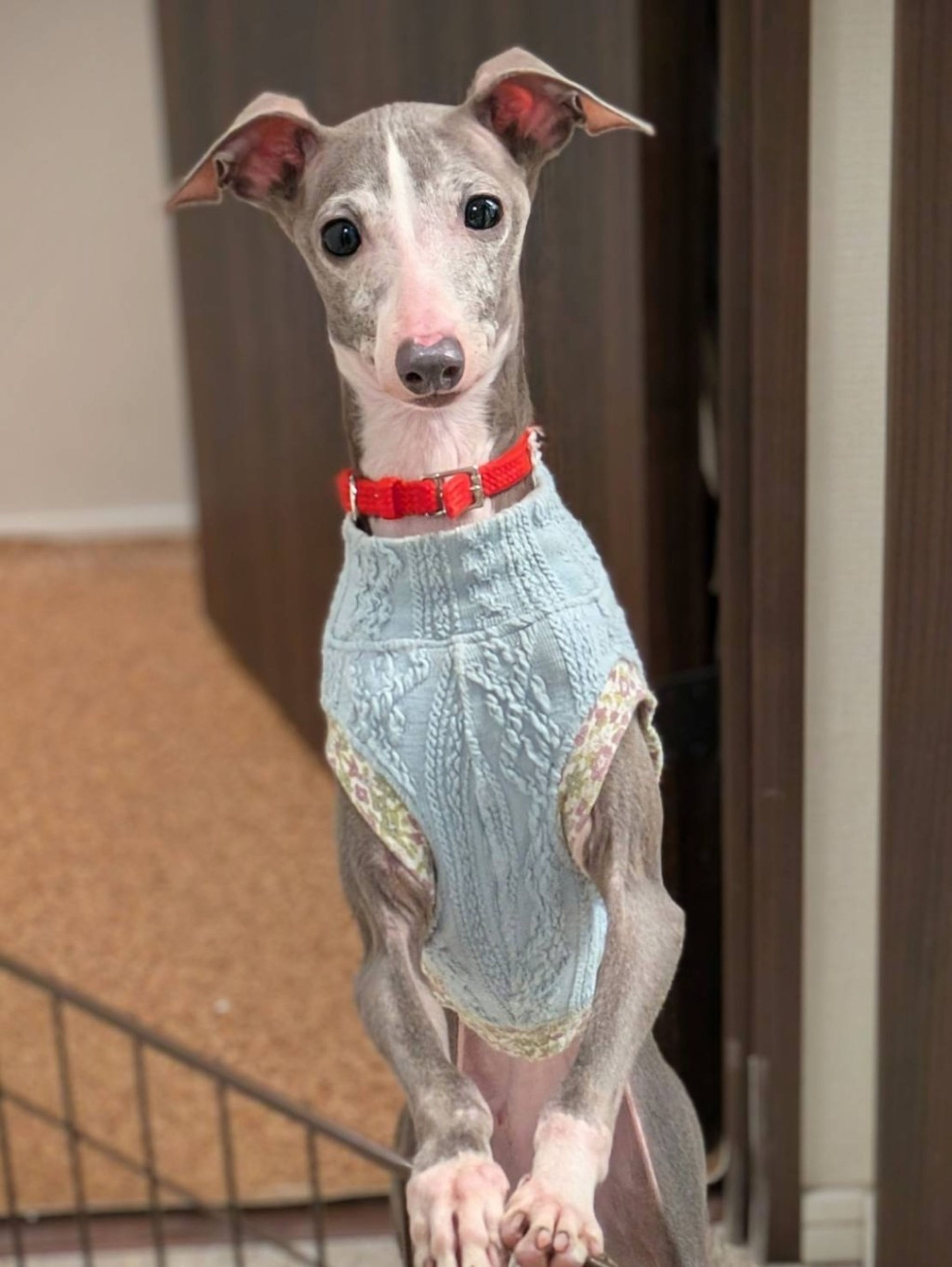 pet-image-5