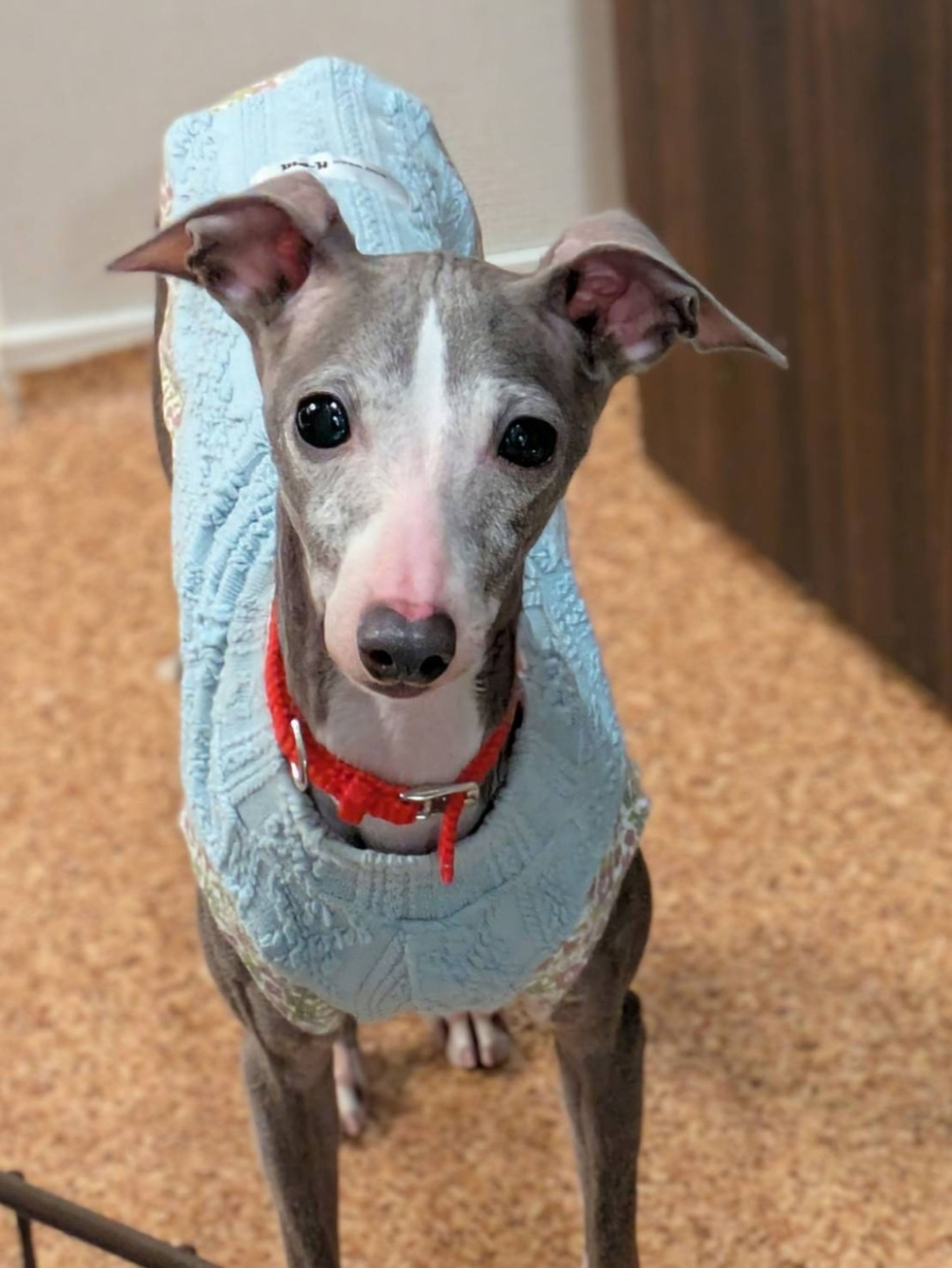 pet-image-3