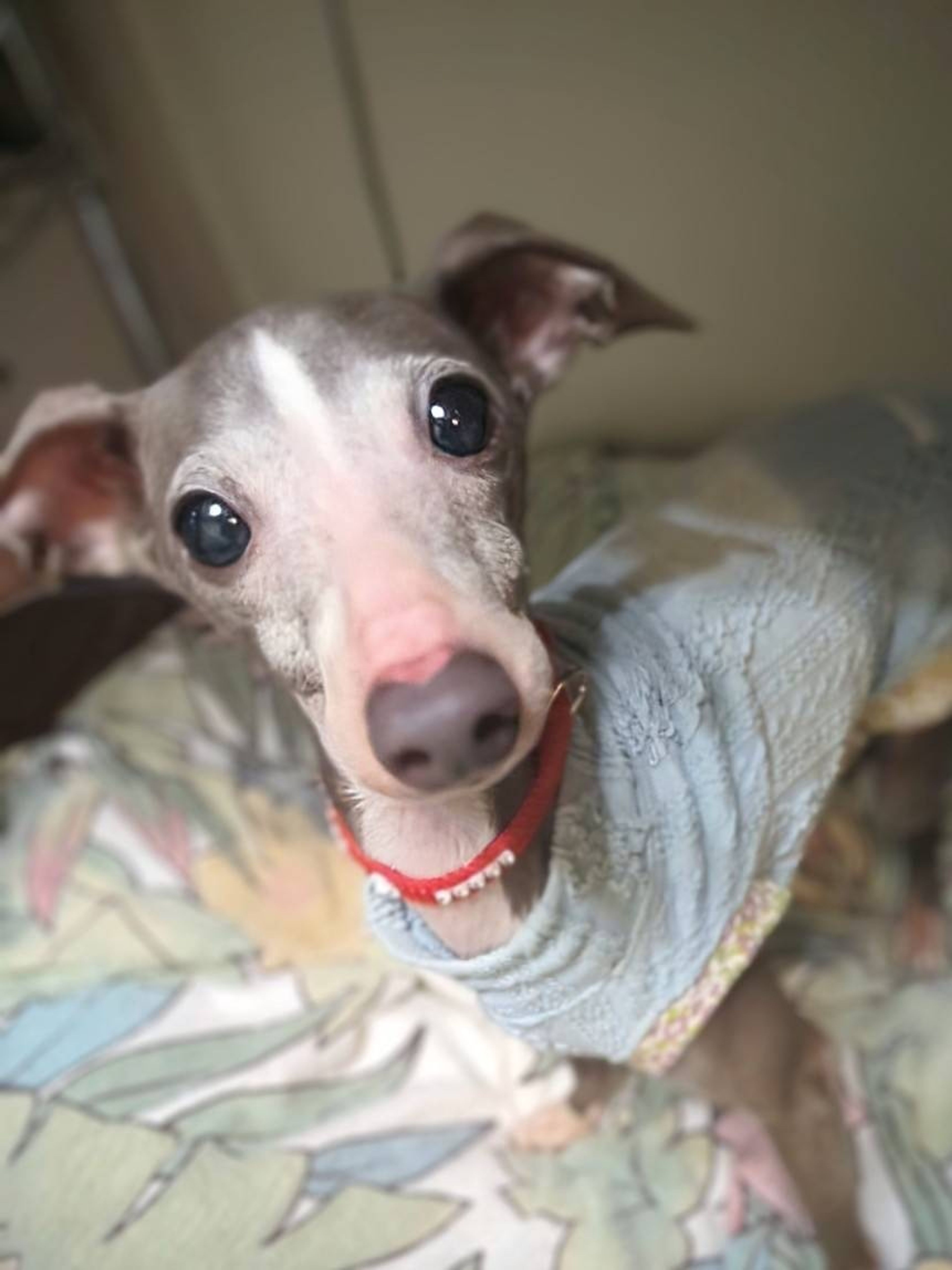 pet-image-2