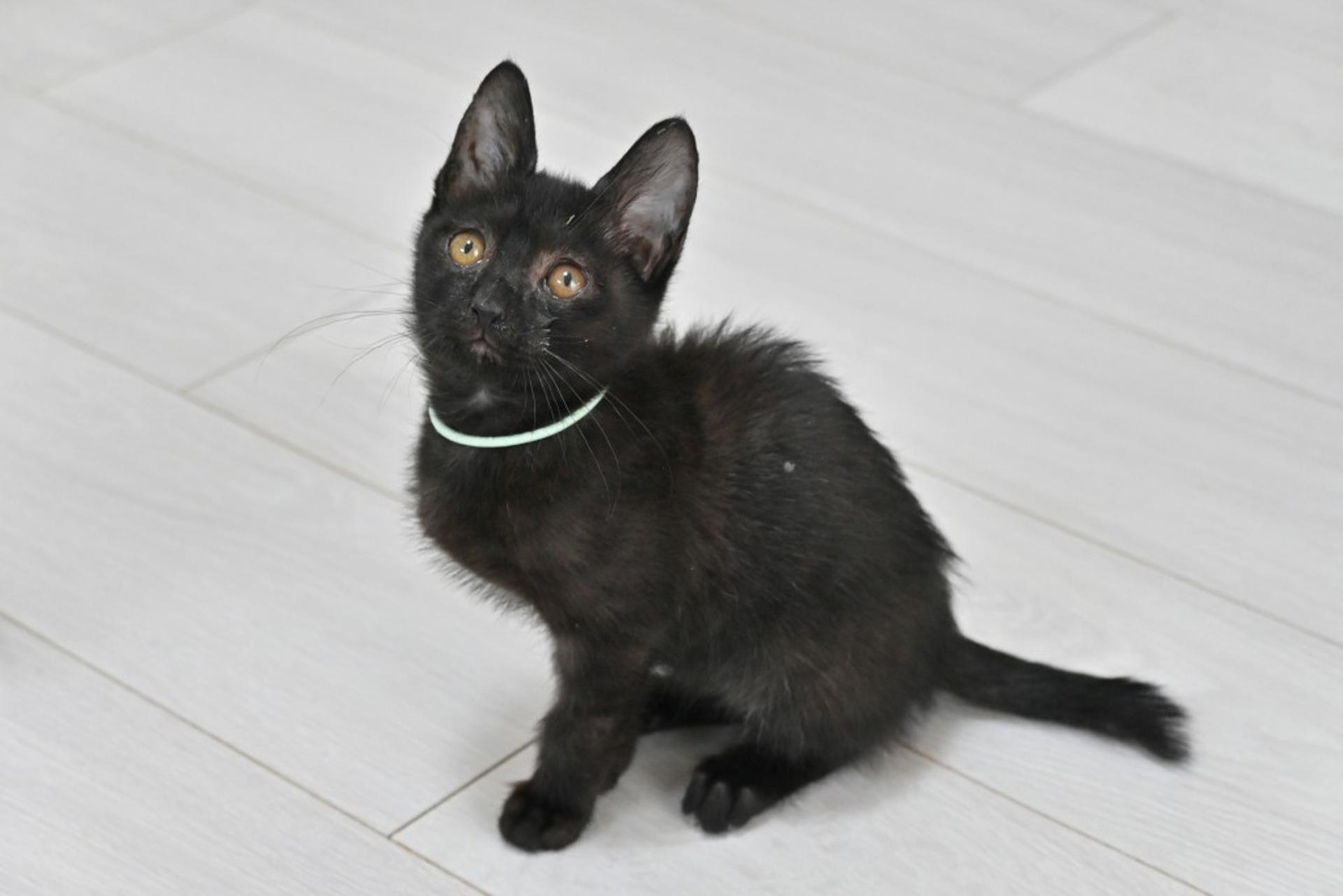 pet-image-5