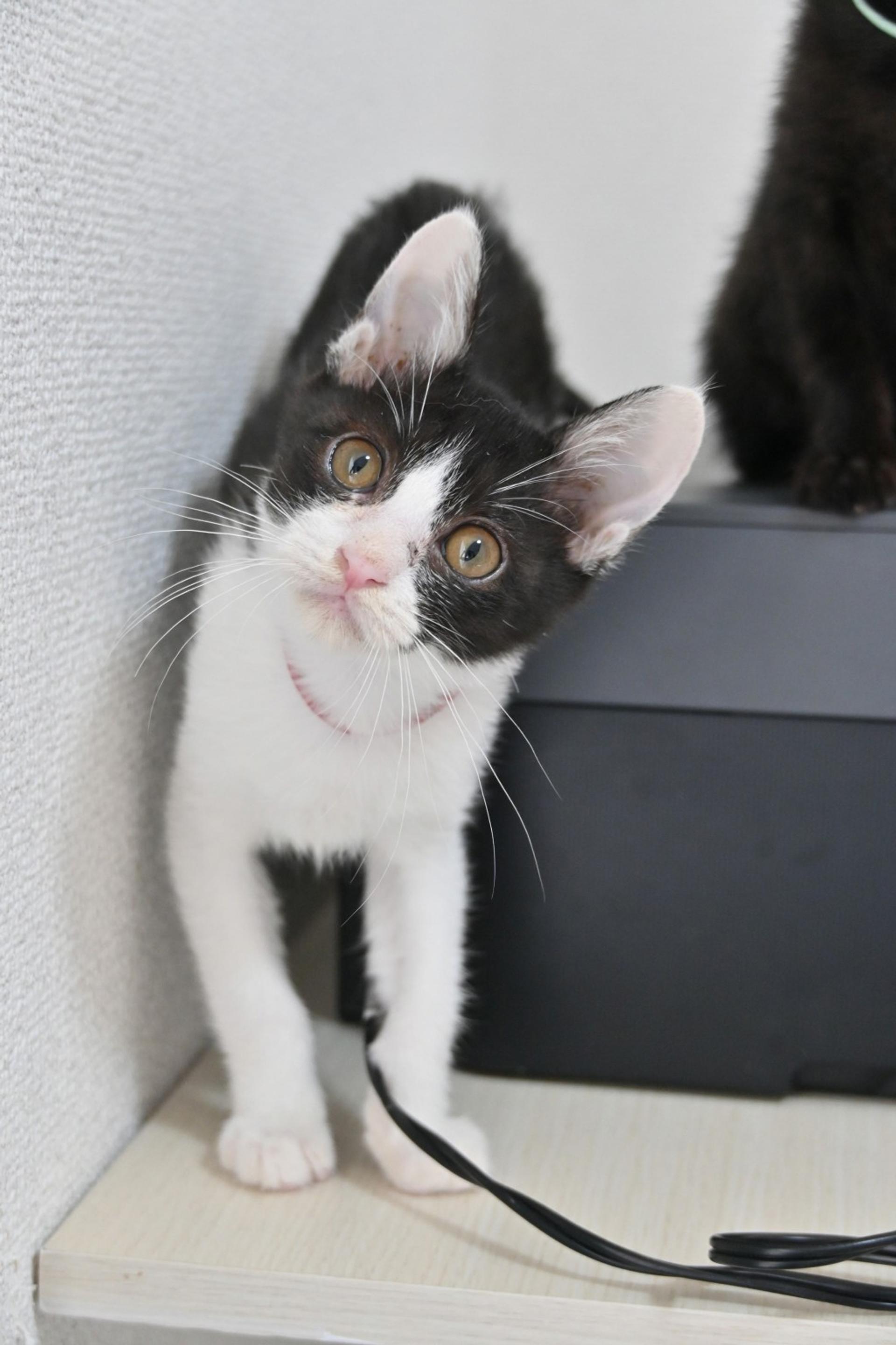 pet-image-2