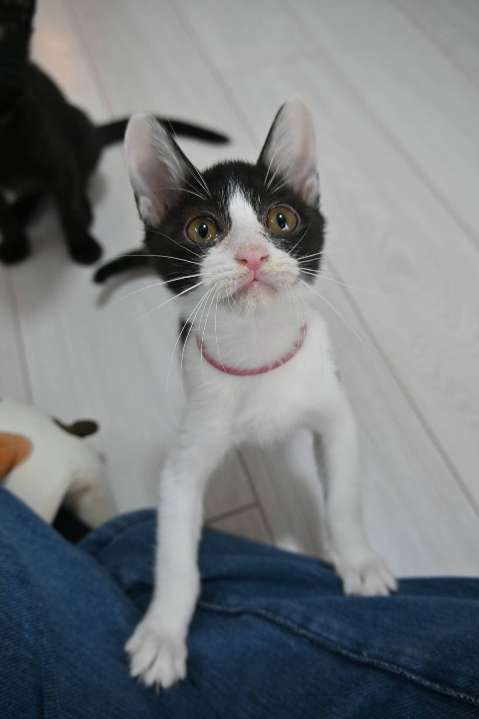 雑種（ミックス猫）・メスの里親募集の写真
