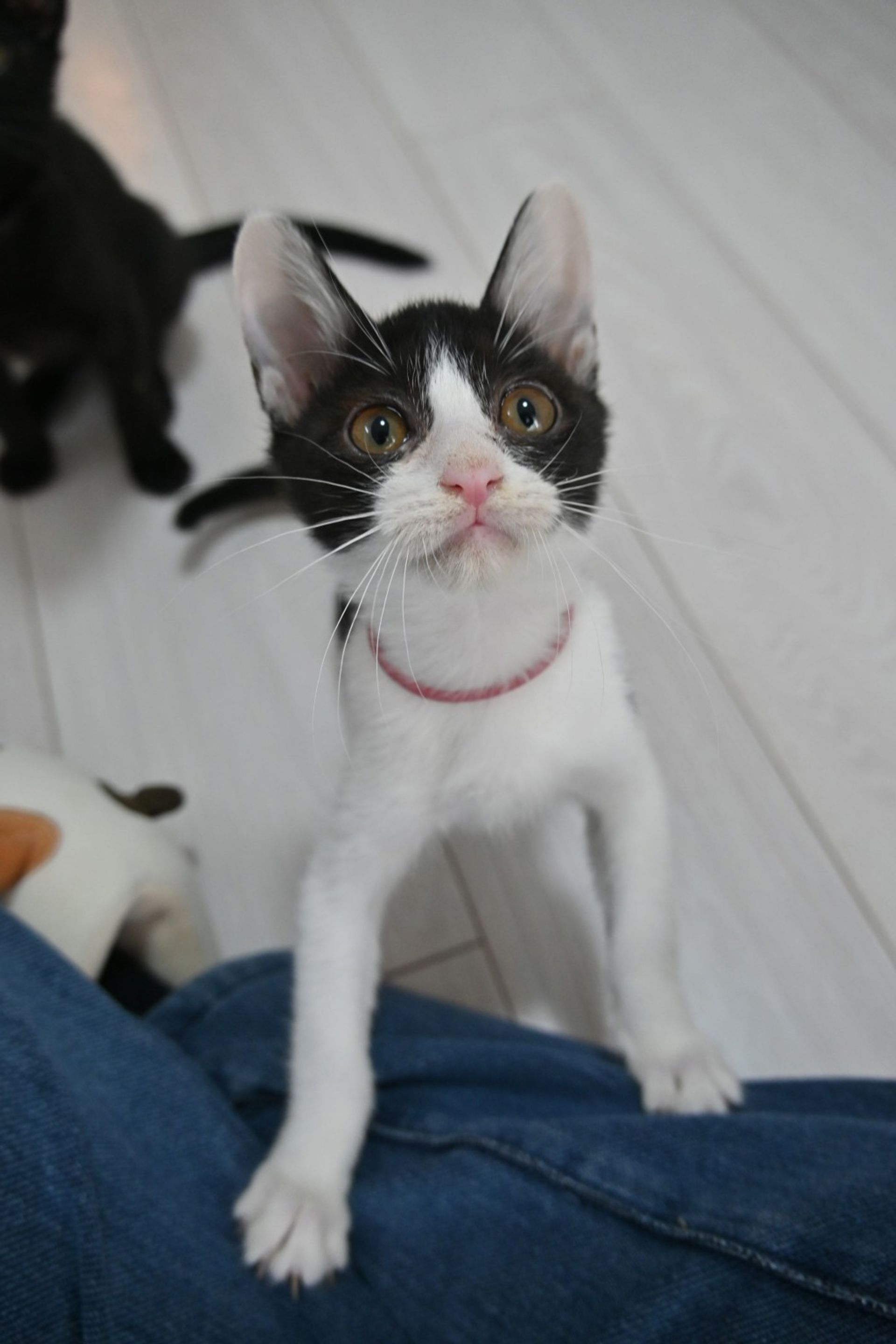 雑種（ミックス猫）・メスの里親募集の写真
