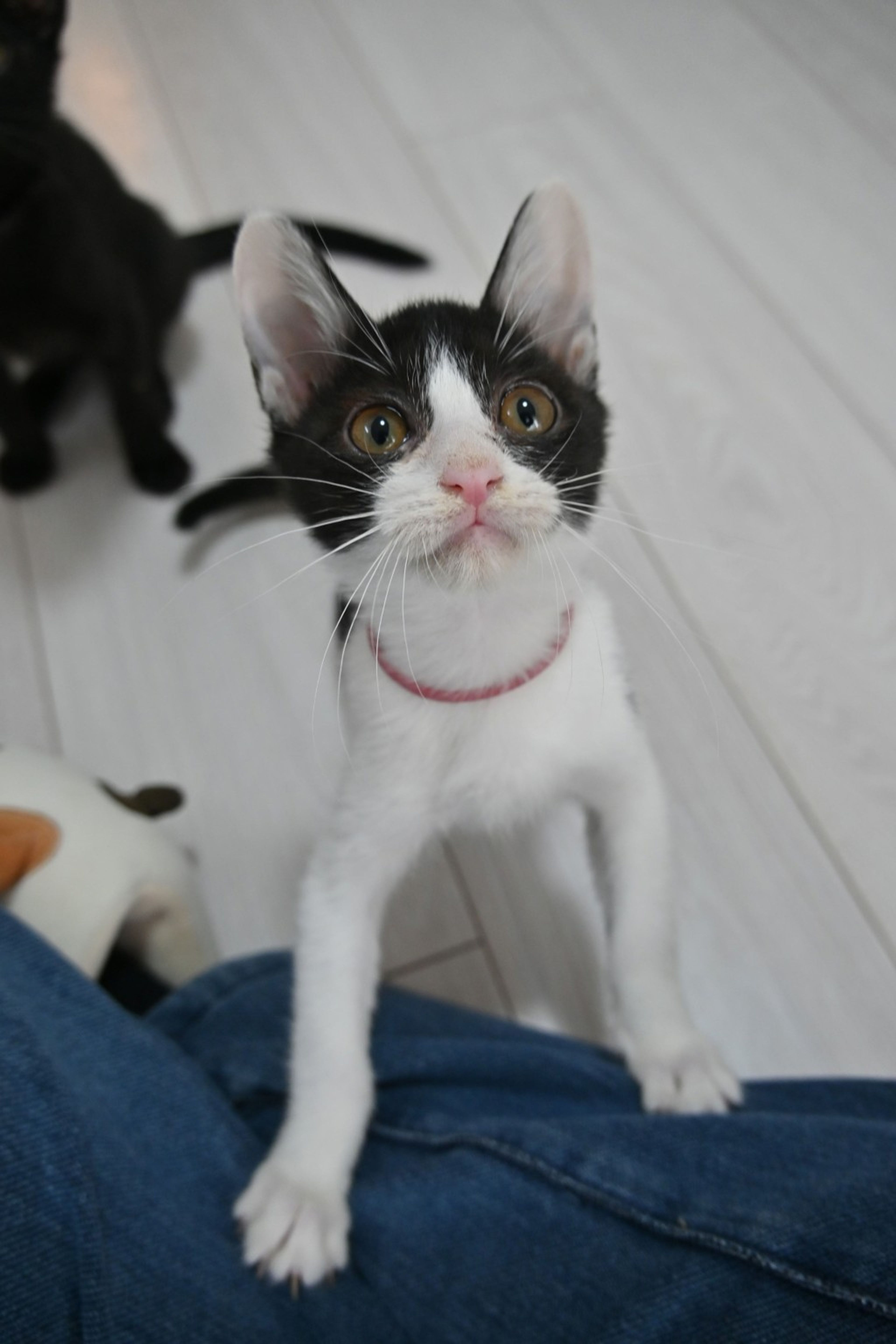 雑種（ミックス猫）・メスの里親募集の写真