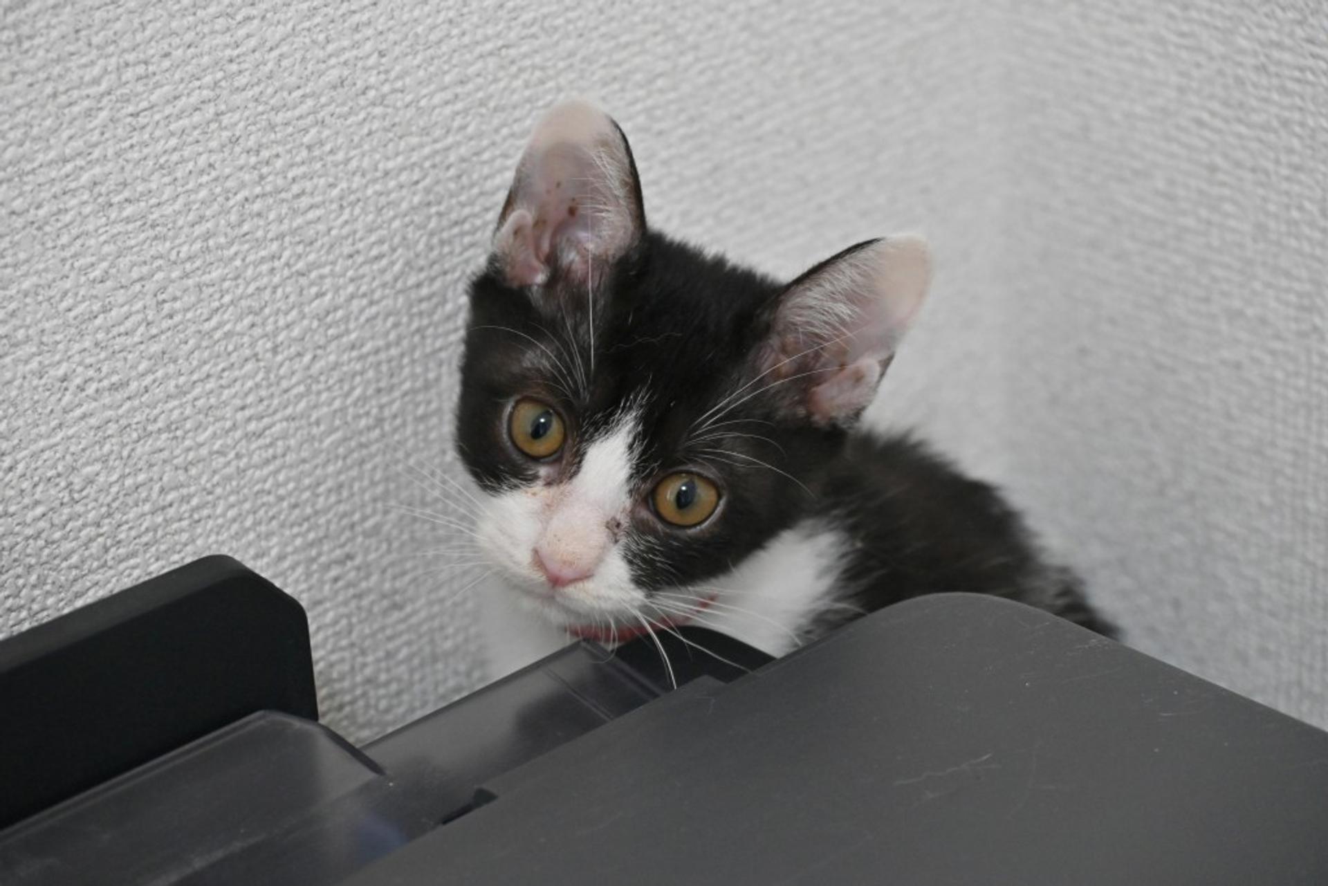 pet-image-3