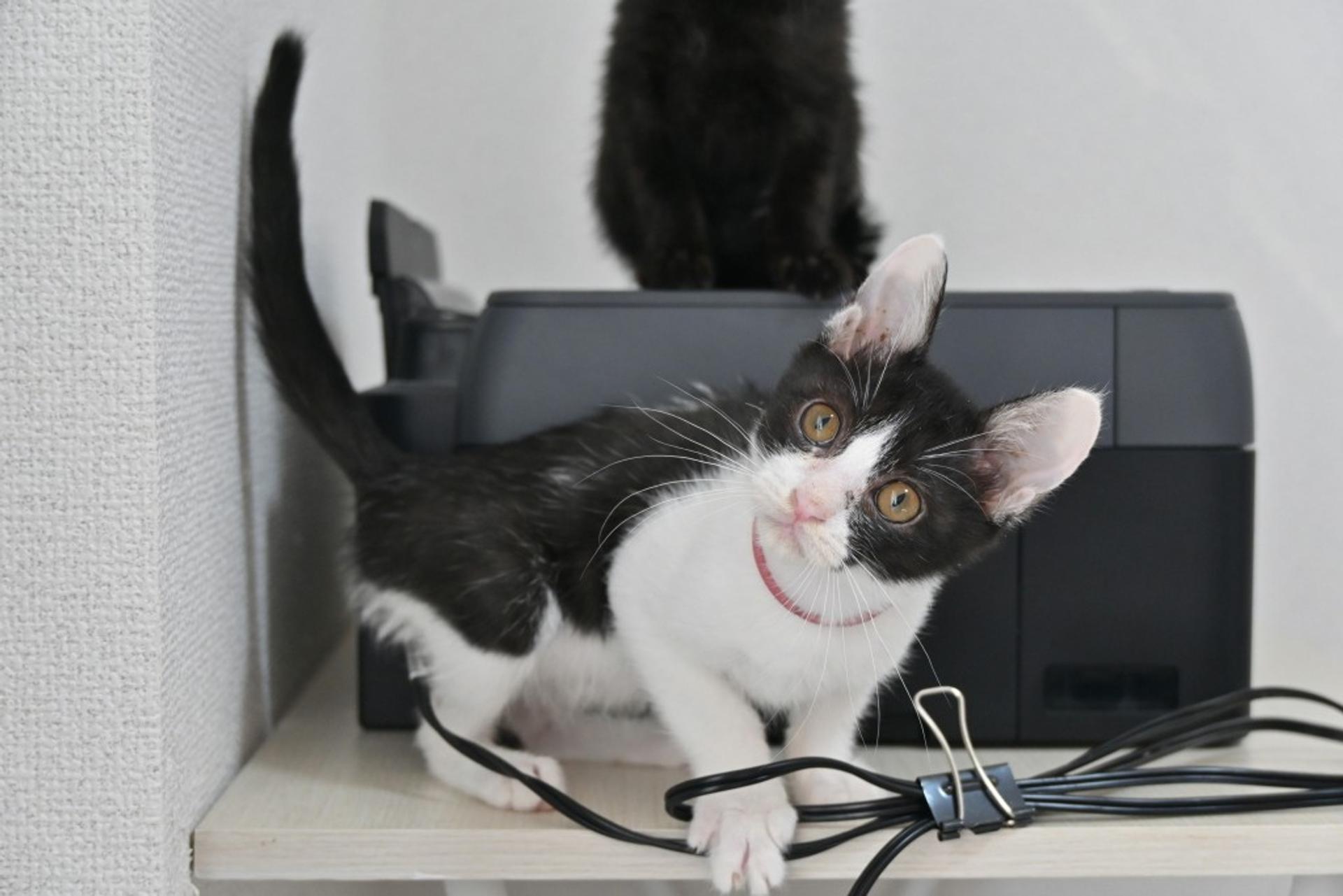 pet-image-5