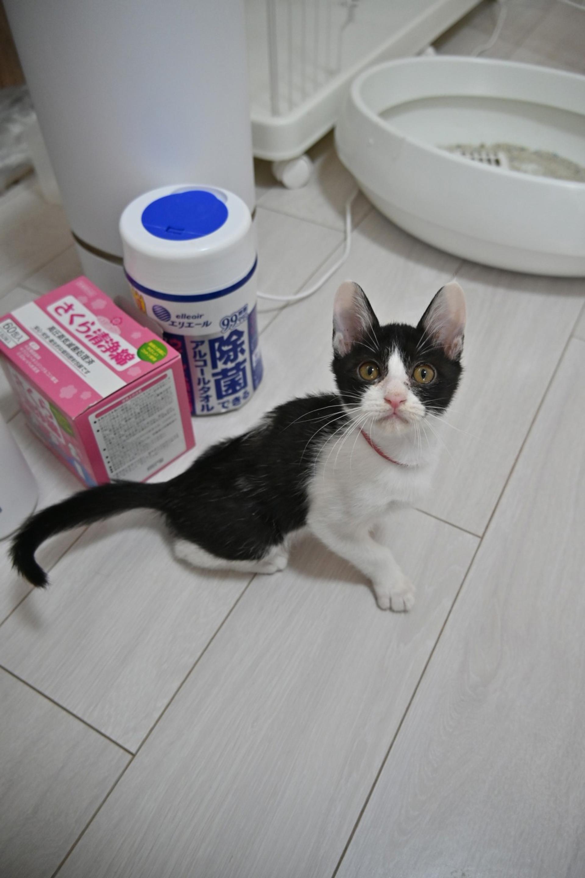 pet-image-4