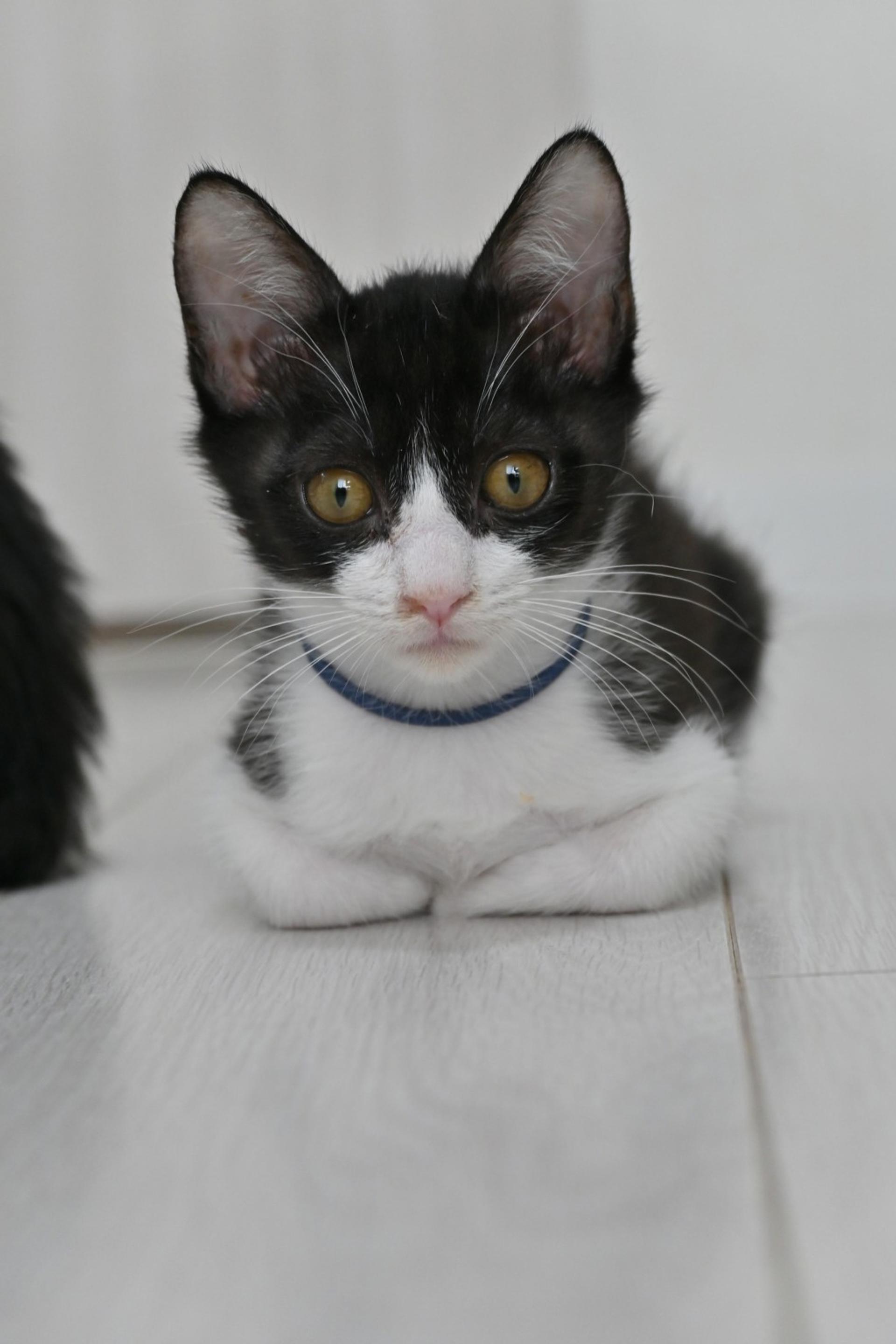 pet-image-4