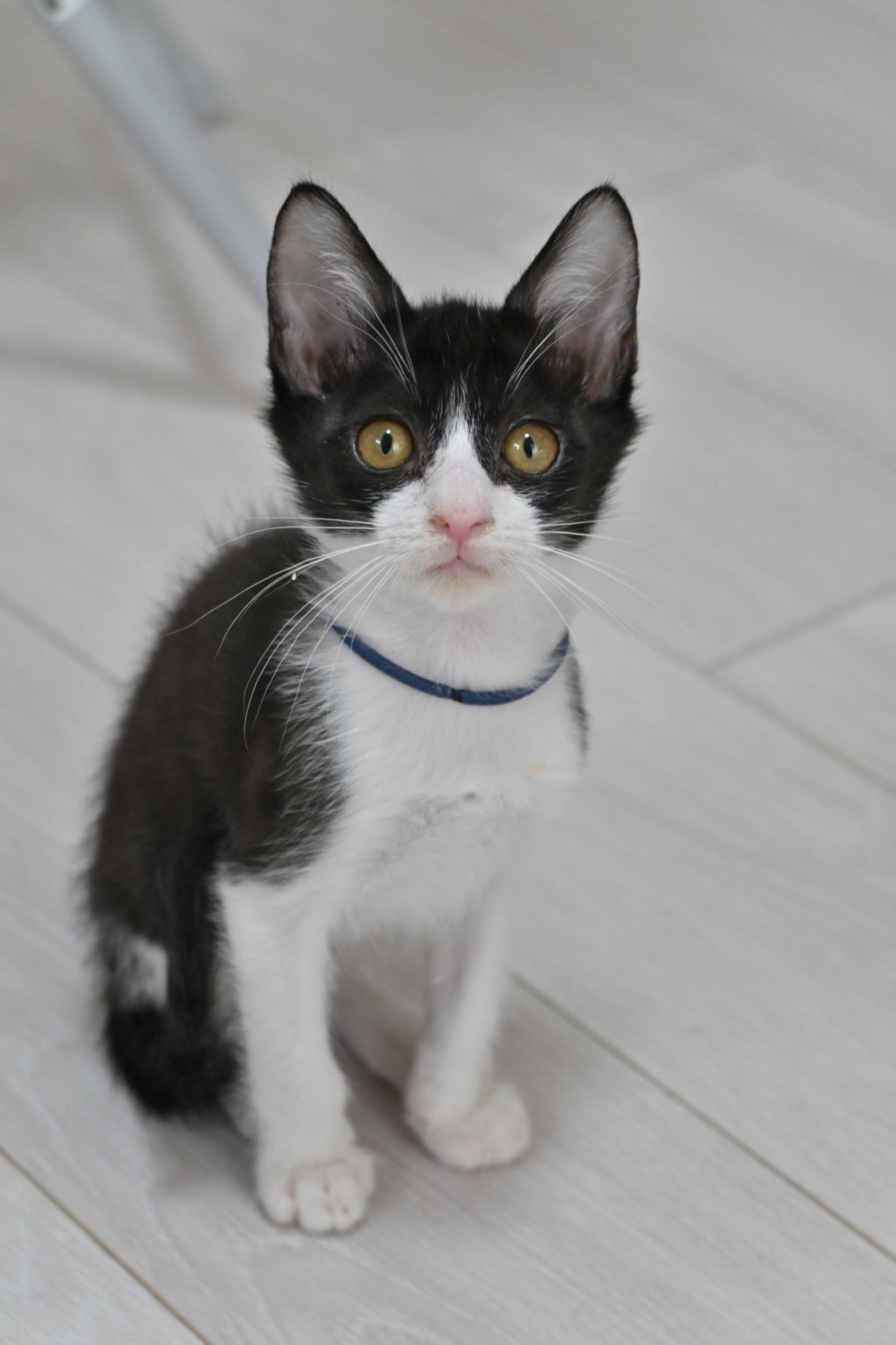 pet-image-3