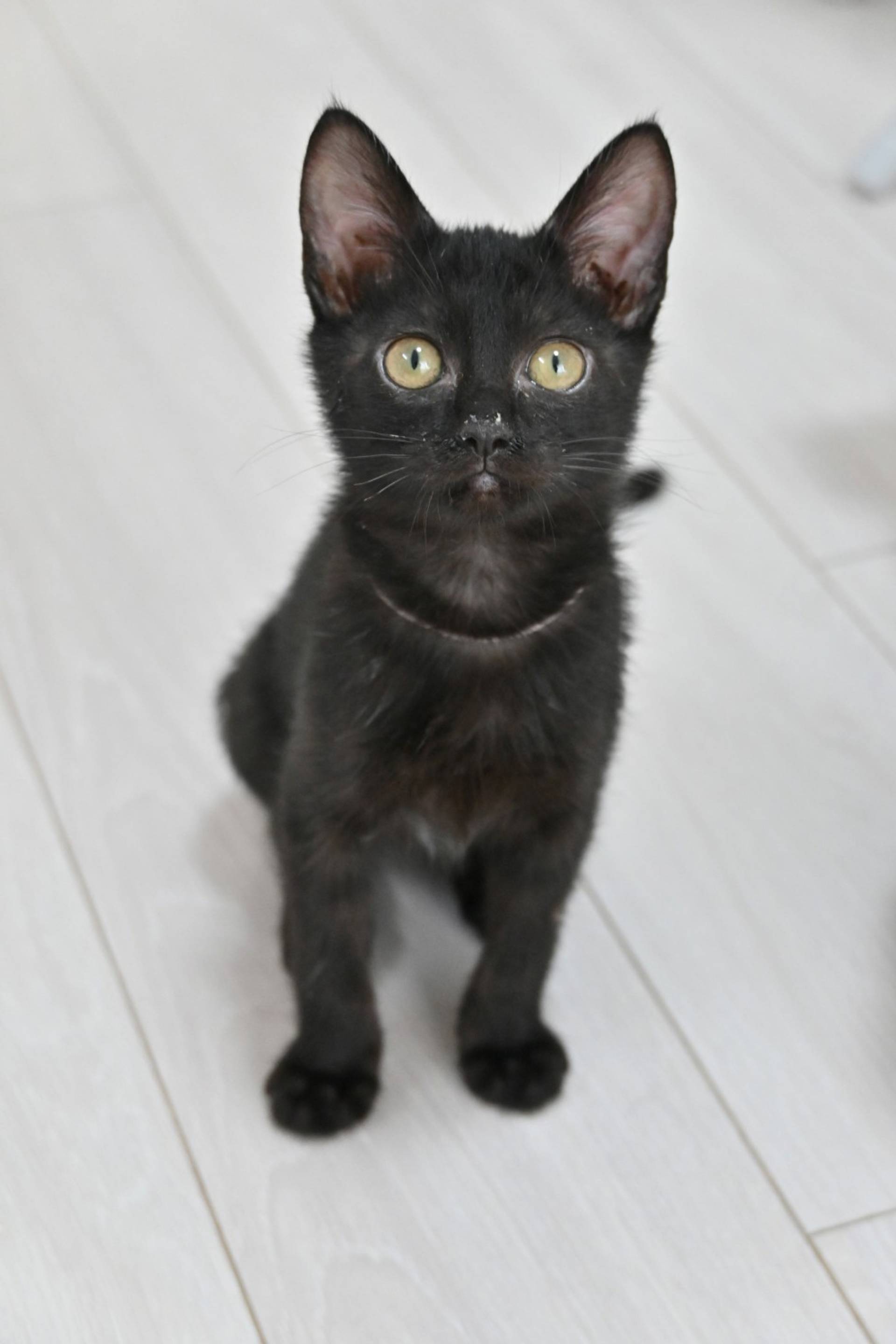 雑種（ミックス猫）・メスの里親募集の写真