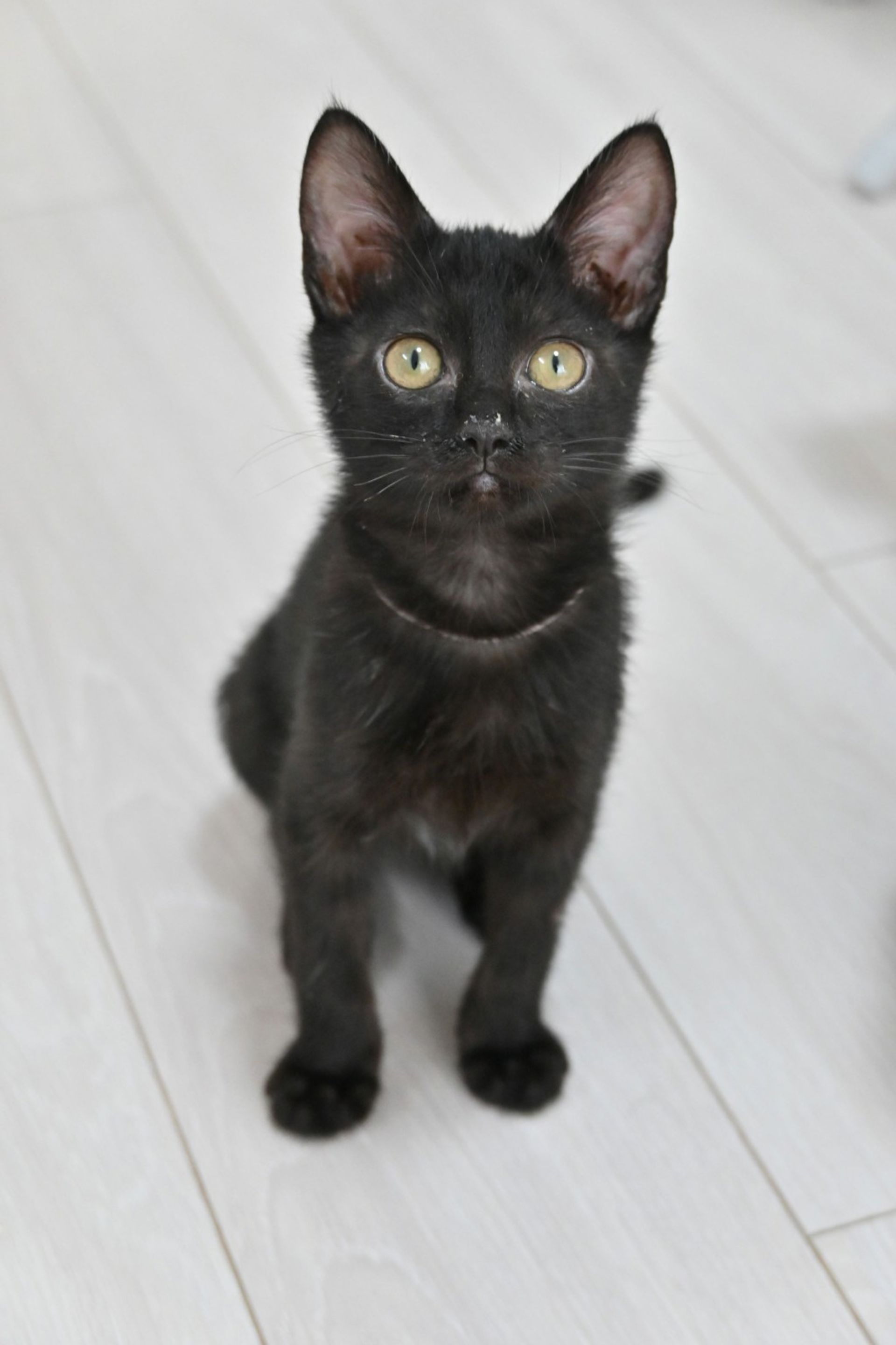 雑種（ミックス猫）・メスの里親募集の写真