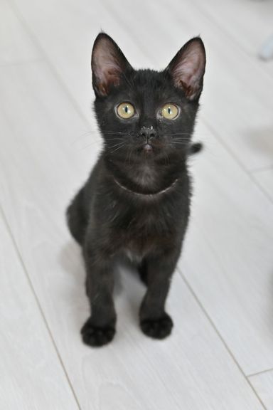ナココの写真