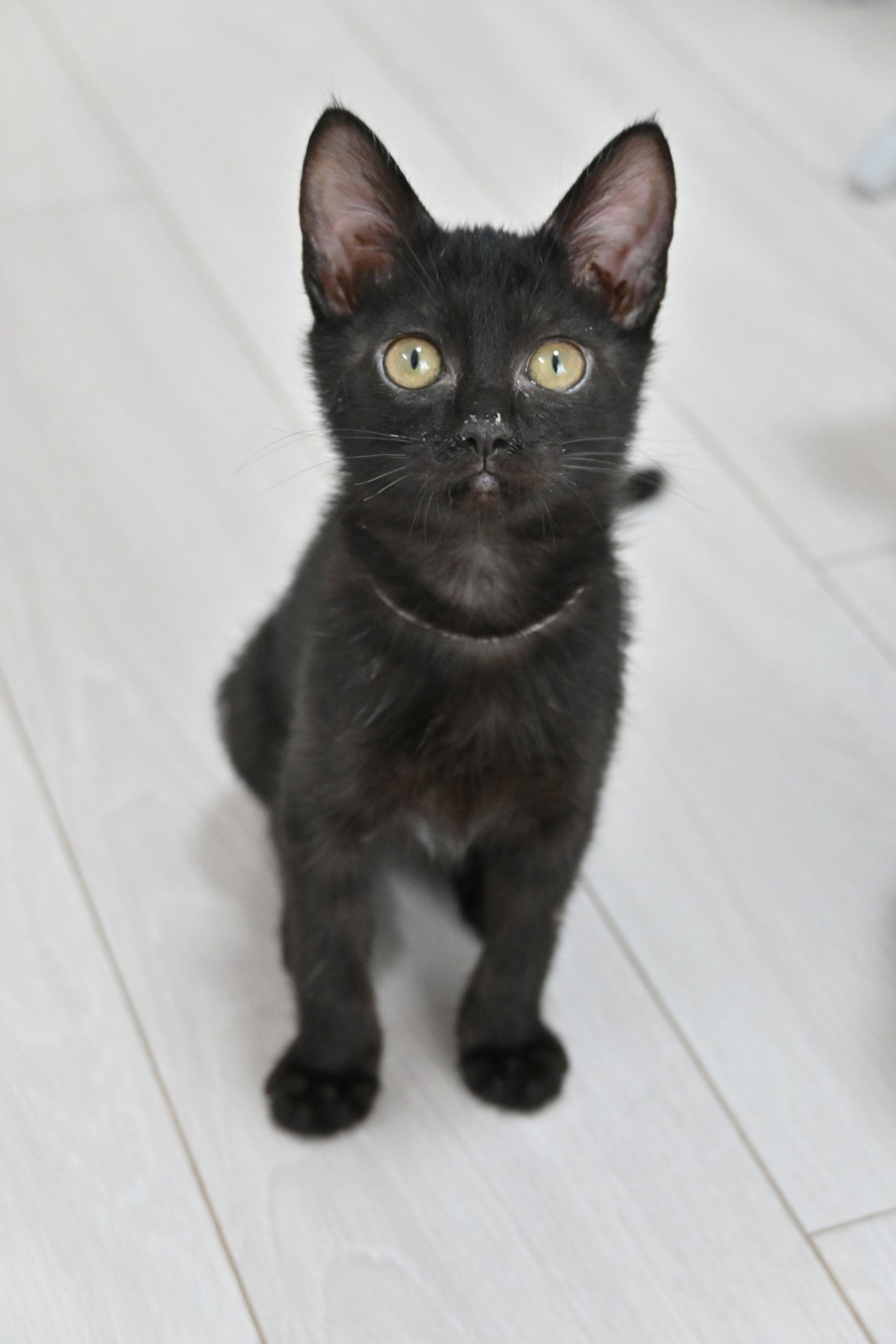 雑種（ミックス猫）・メスの里親募集の写真