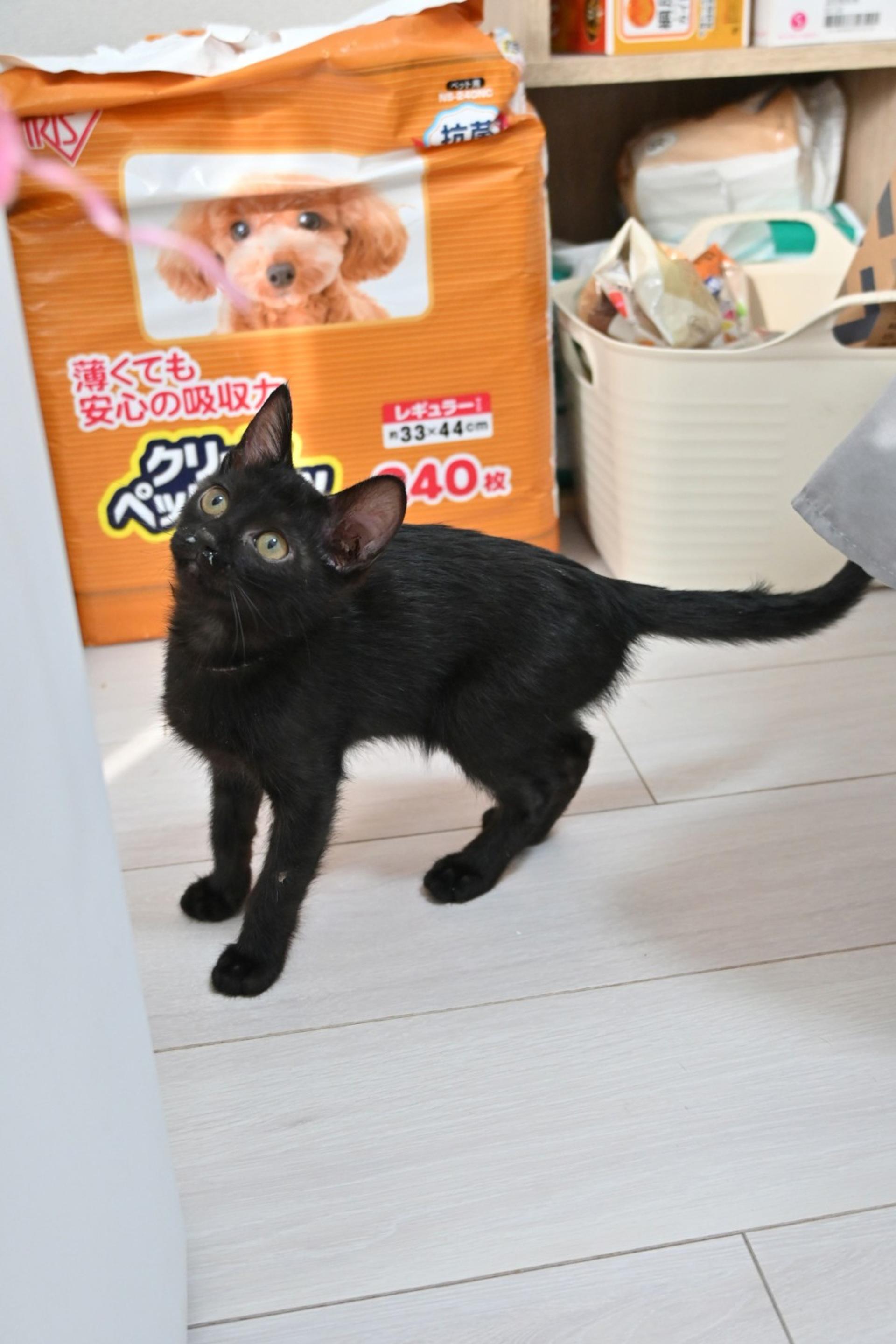 pet-image-3