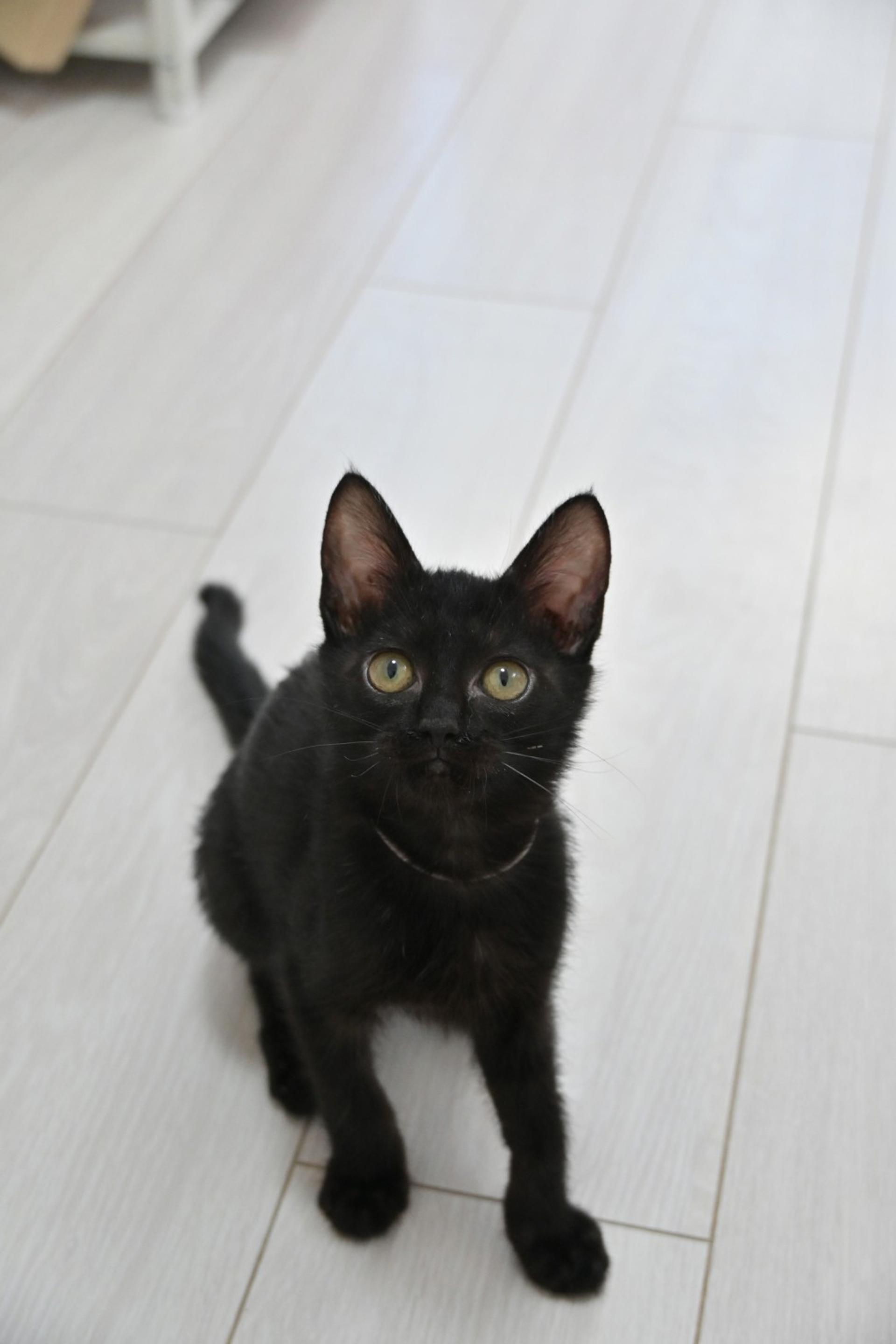 pet-image-5