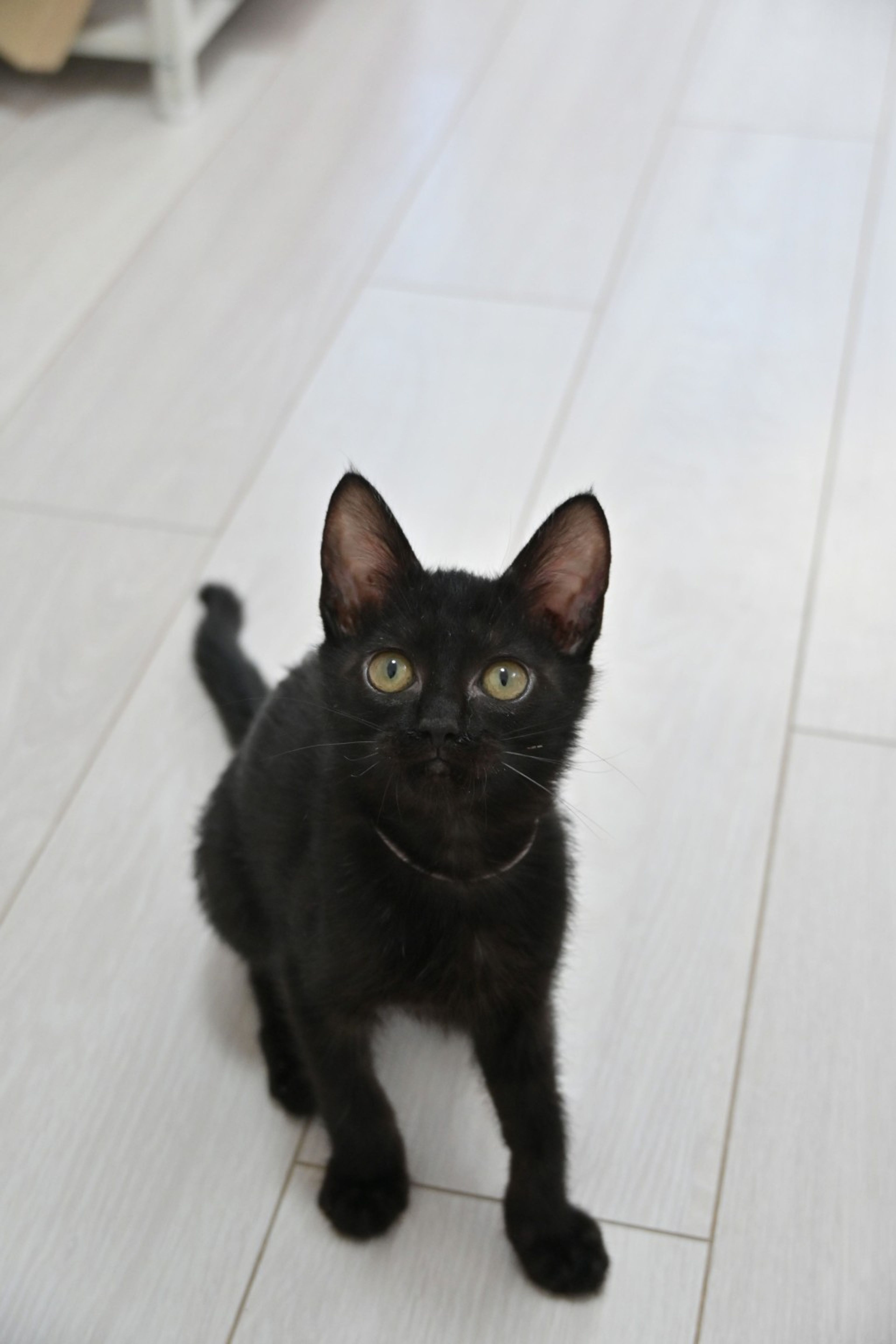 pet-image-5