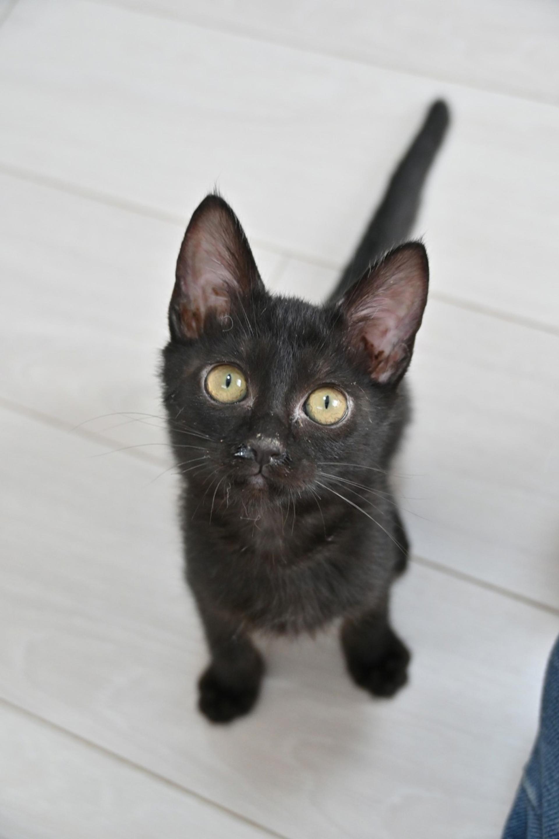 pet-image-2
