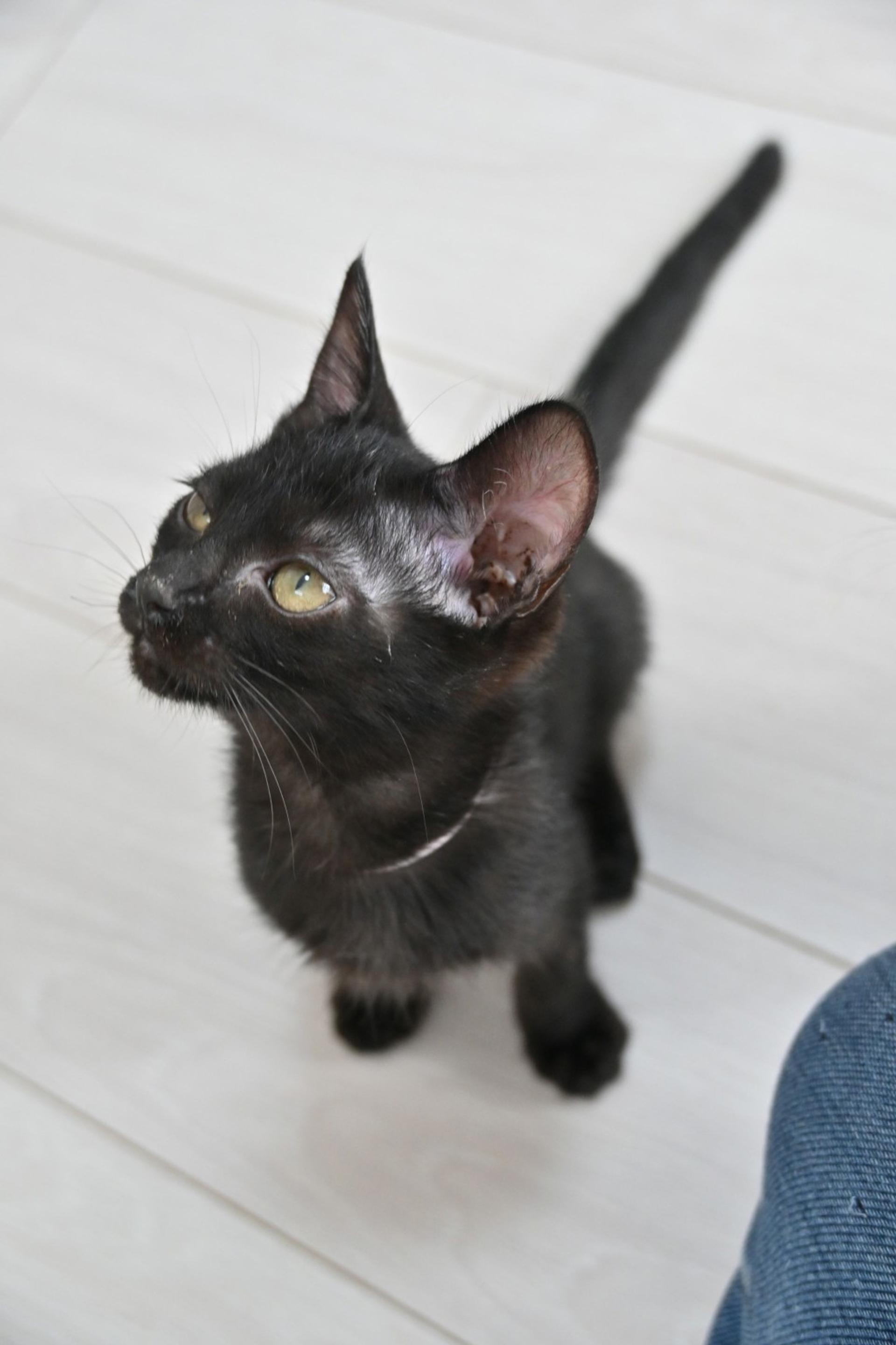 pet-image-4