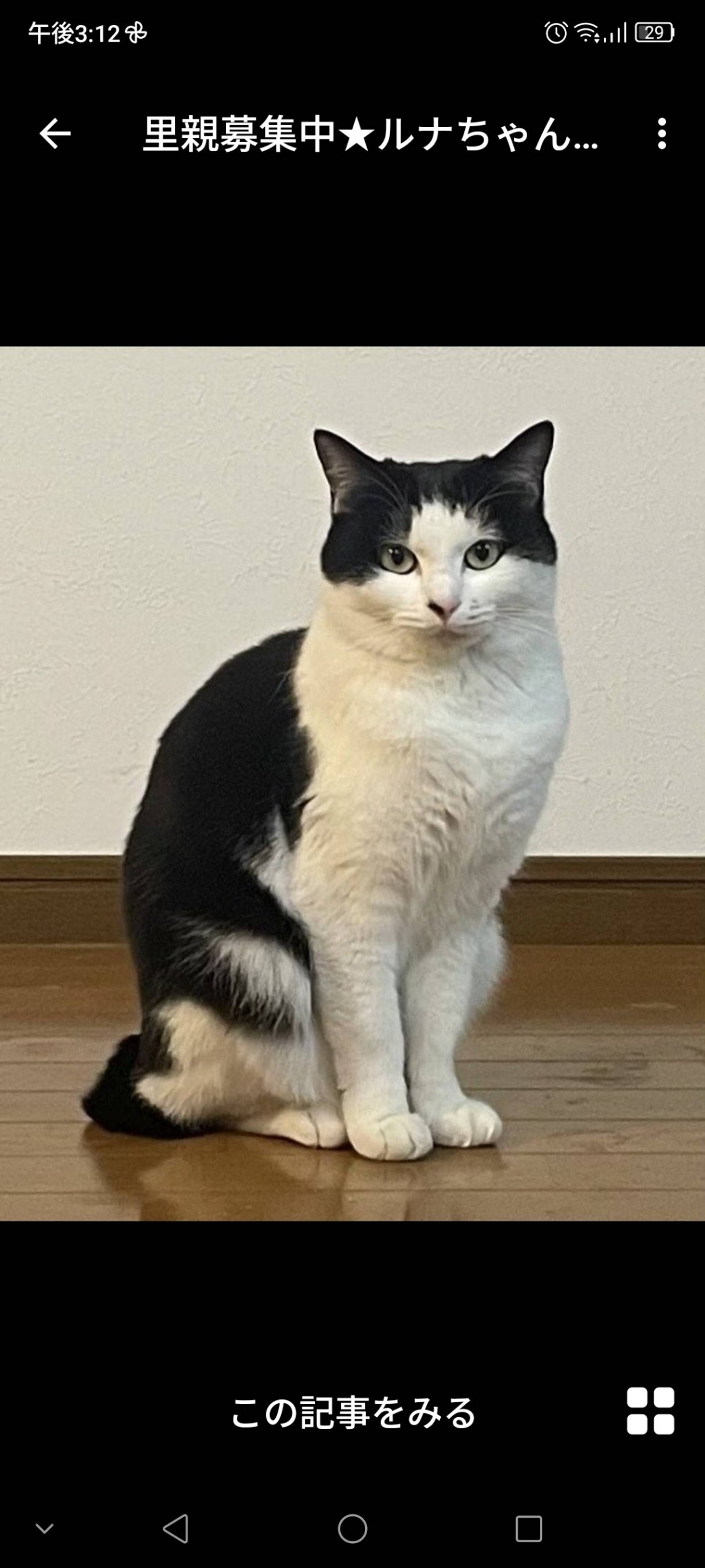 雑種（ミックス猫）・メスの里親募集の写真