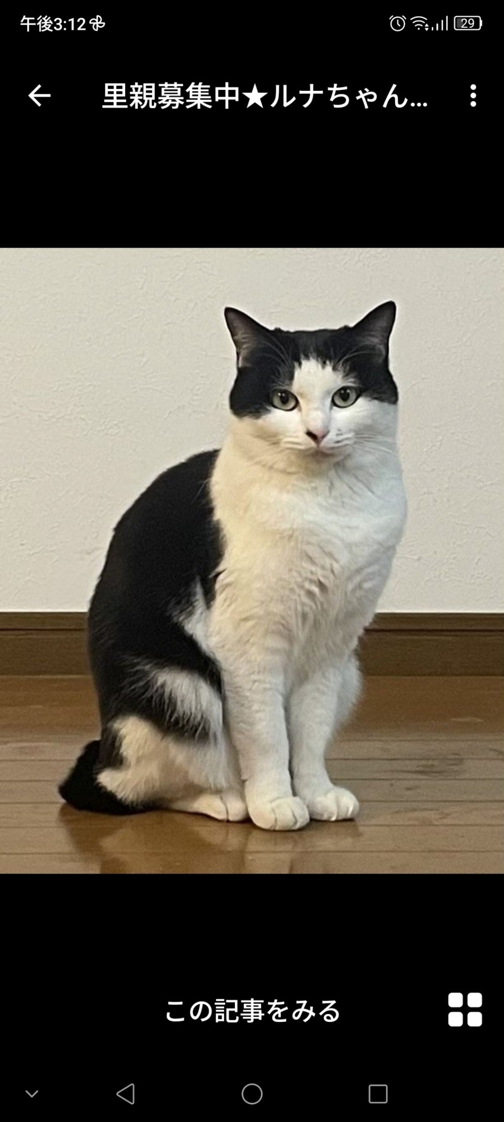雑種（ミックス猫）・メスの里親募集の写真