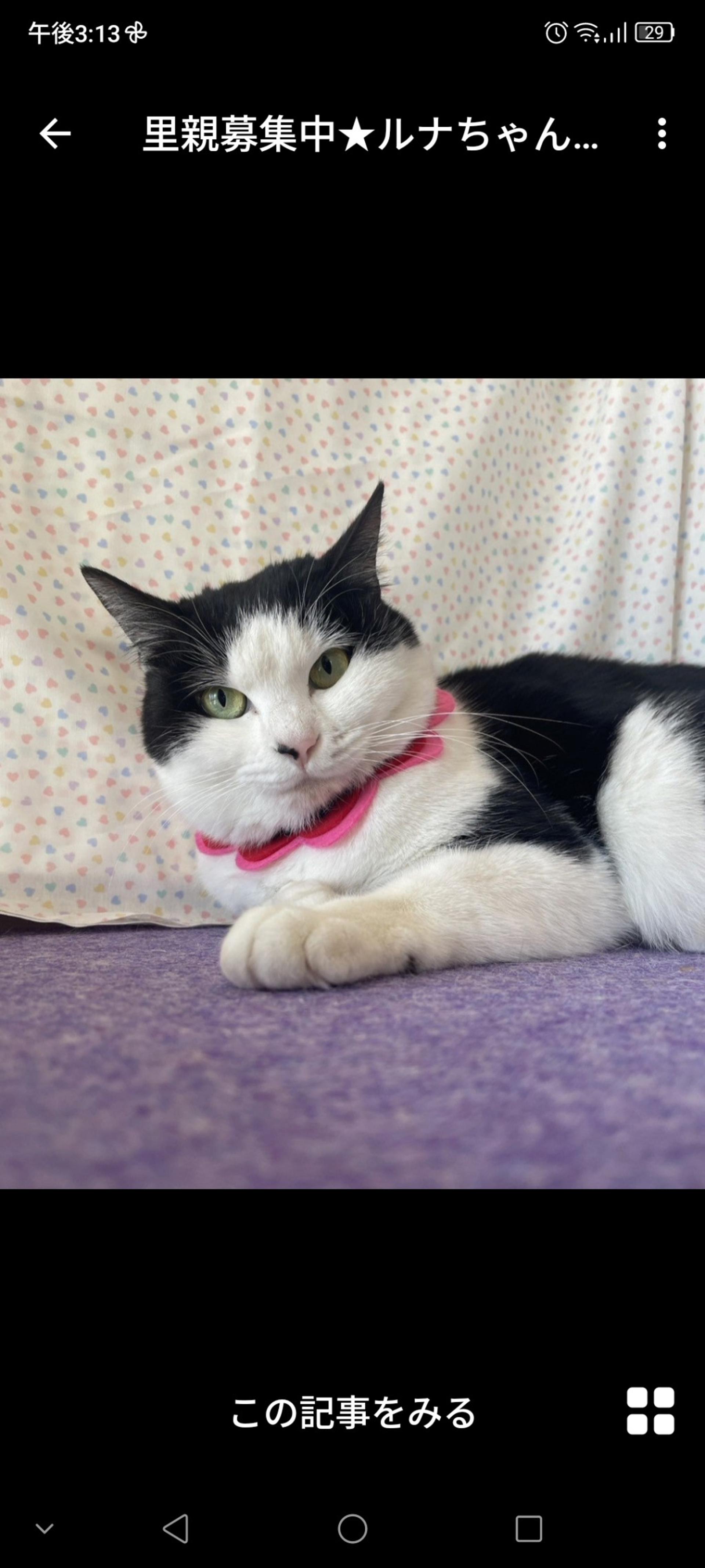 pet-image-3