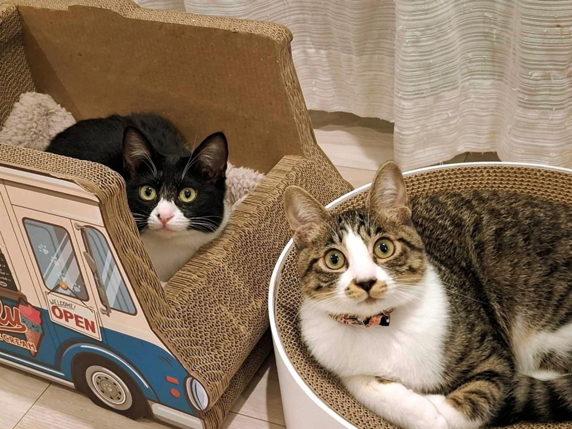 pet-image-6