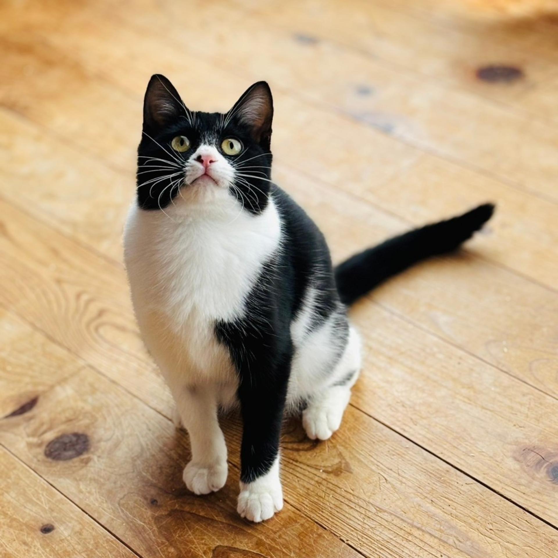 pet-image-8