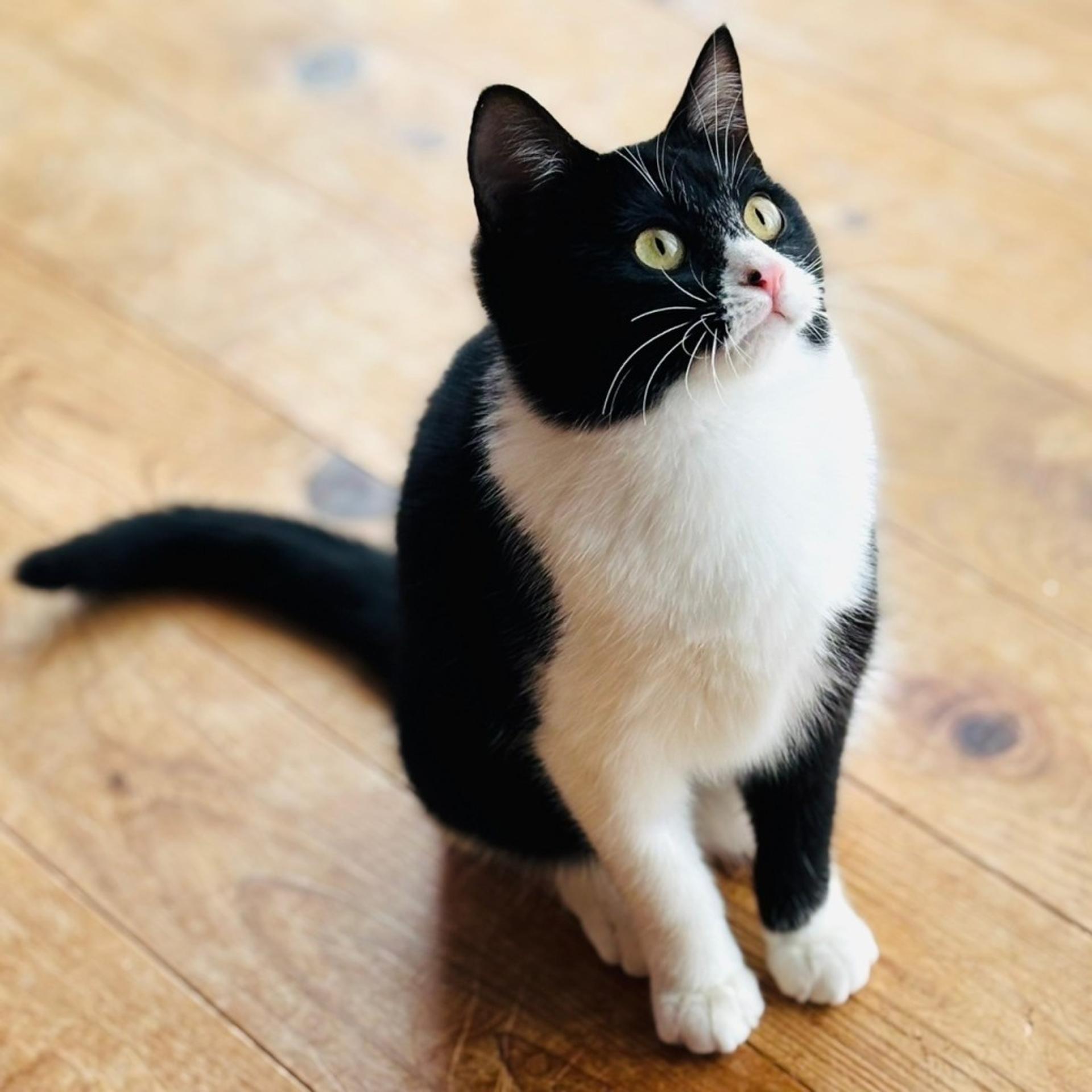 pet-image-4