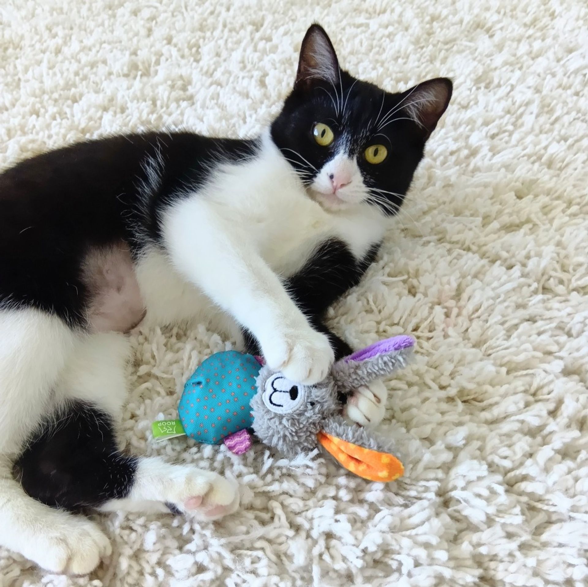 雑種（ミックス猫）・メスの里親募集の写真