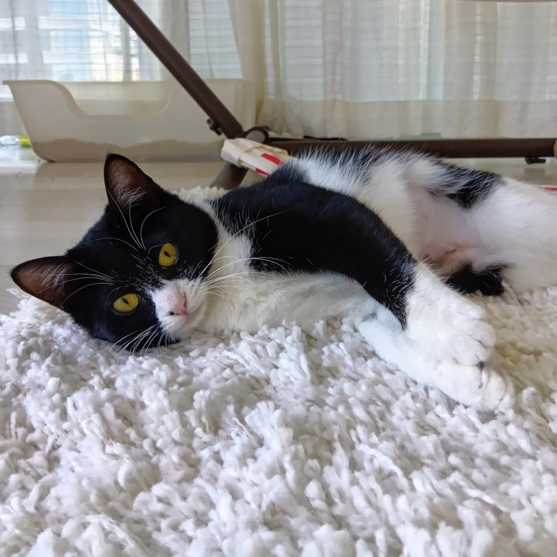 pet-image-3